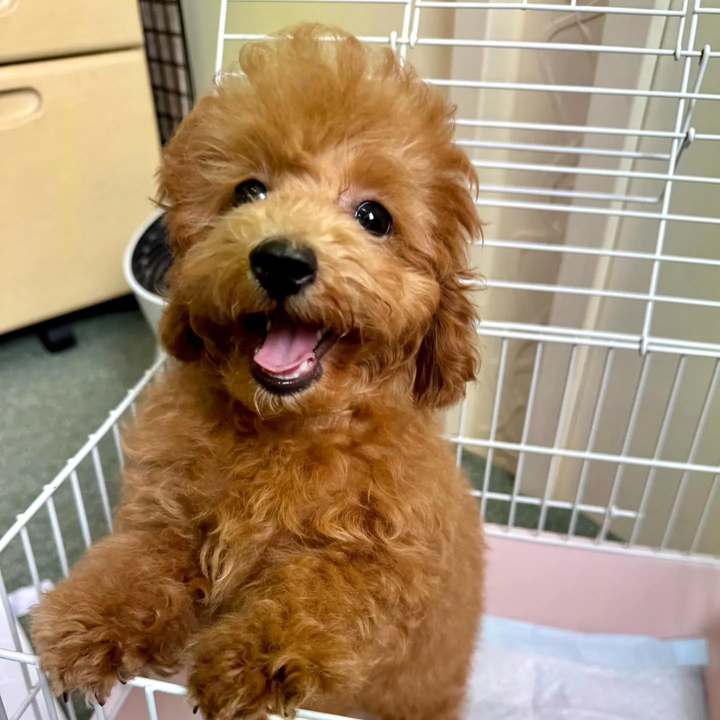 ＊＊ 巣立ち ＊＊