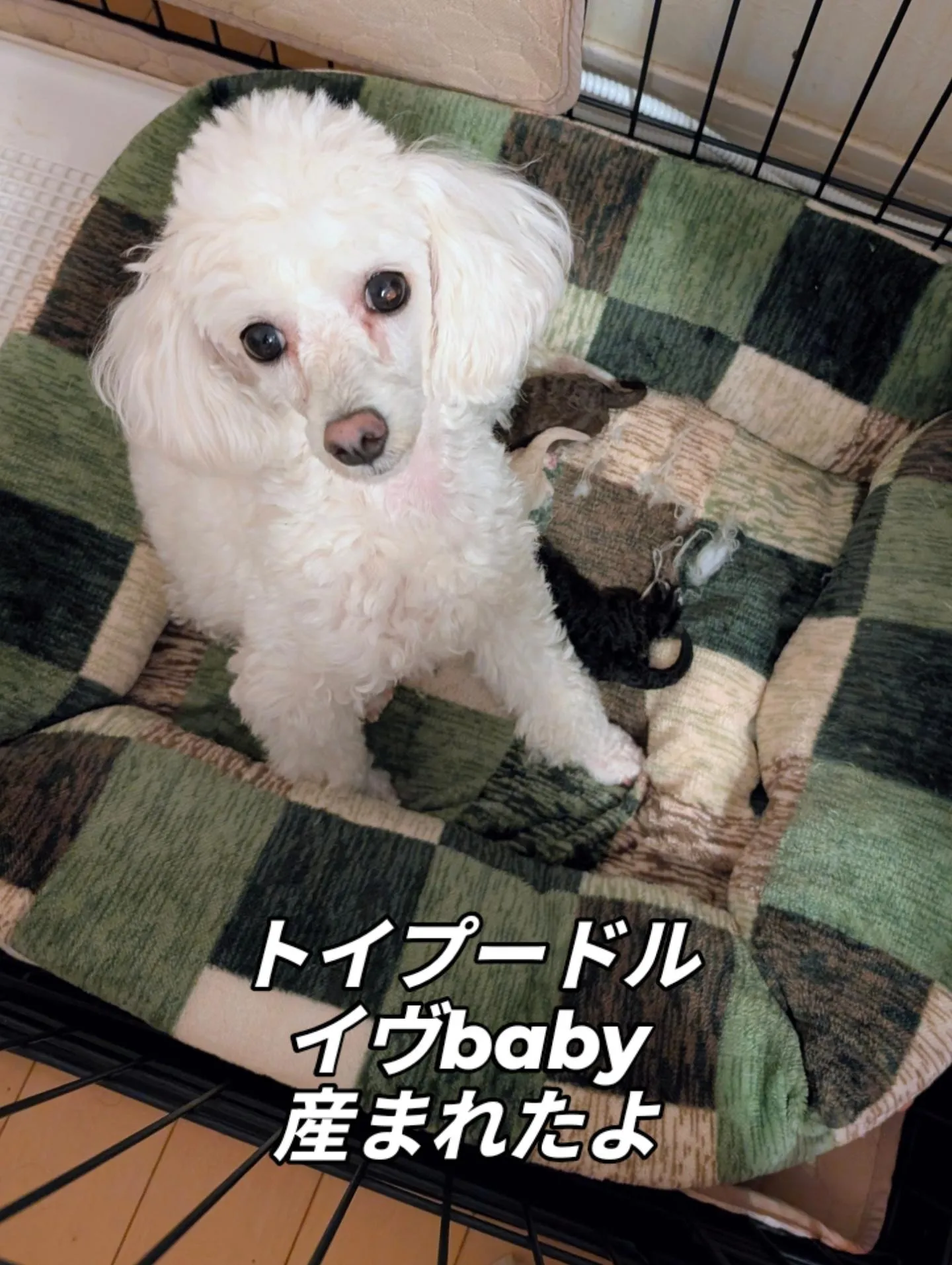 トイプードル産まれたよ