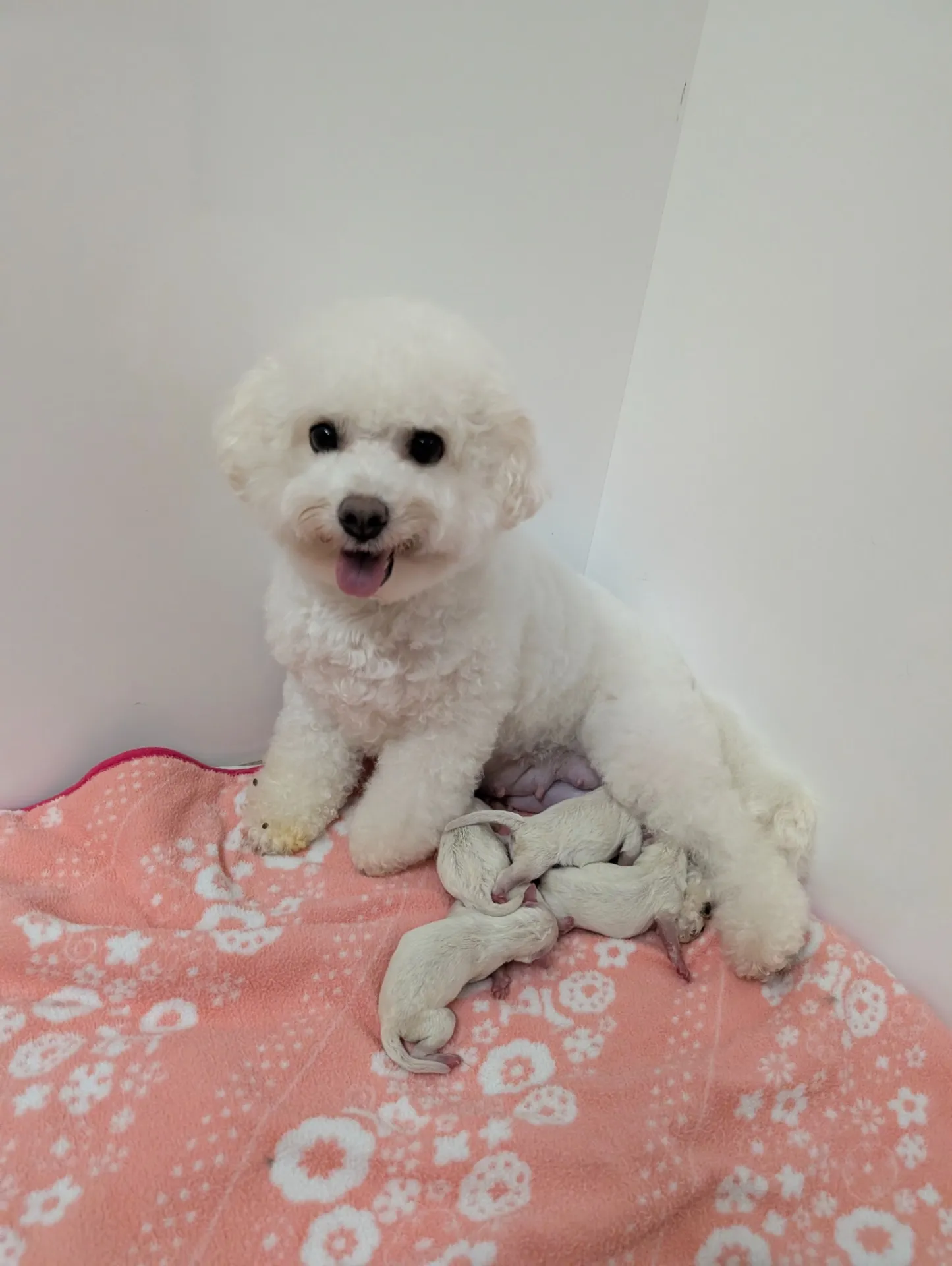 ビションフリーゼ産まれたよ