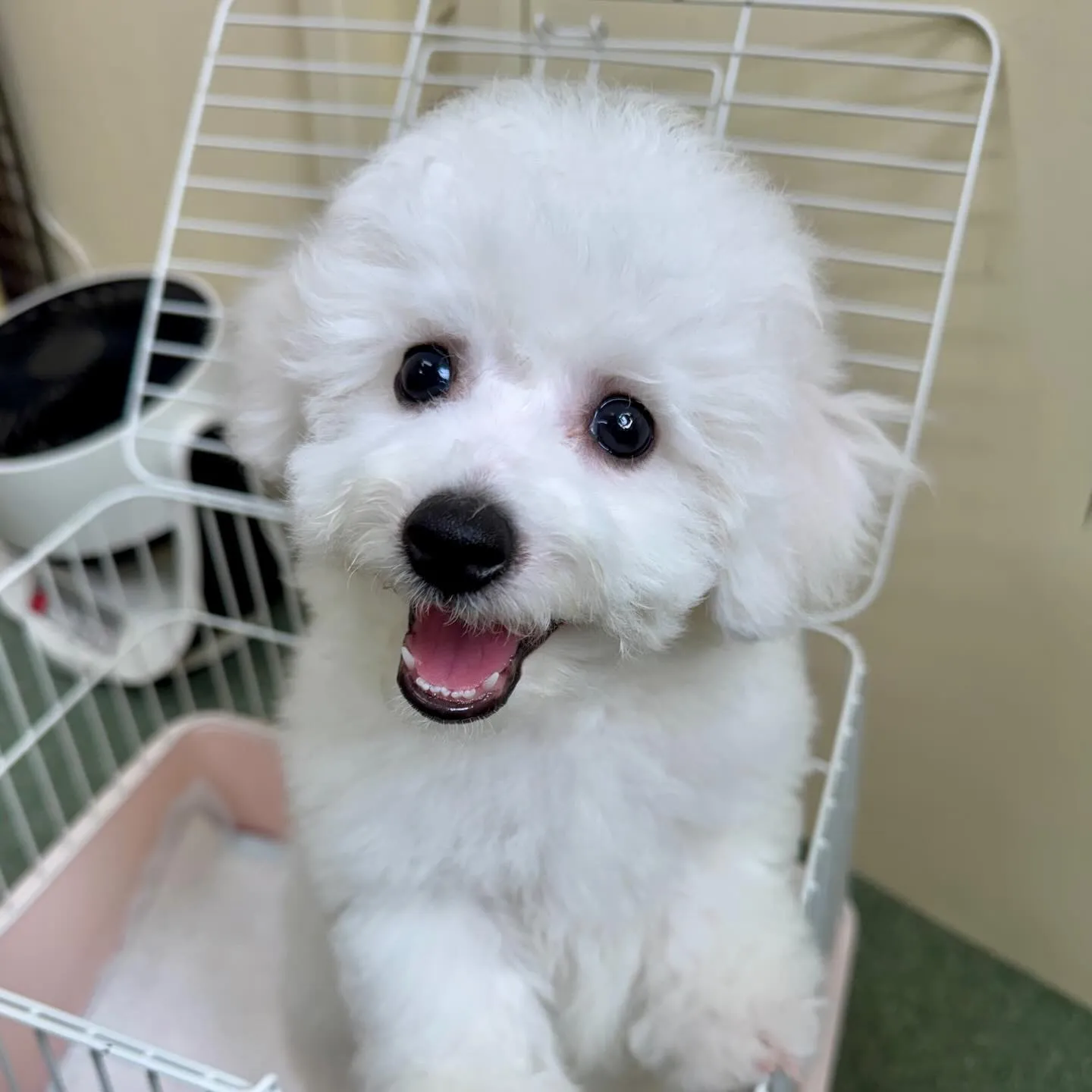 ＊＊ 巣立ち ＊＊