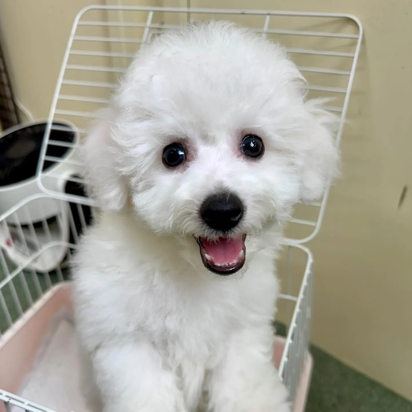 ＊＊ 巣立ち ＊＊