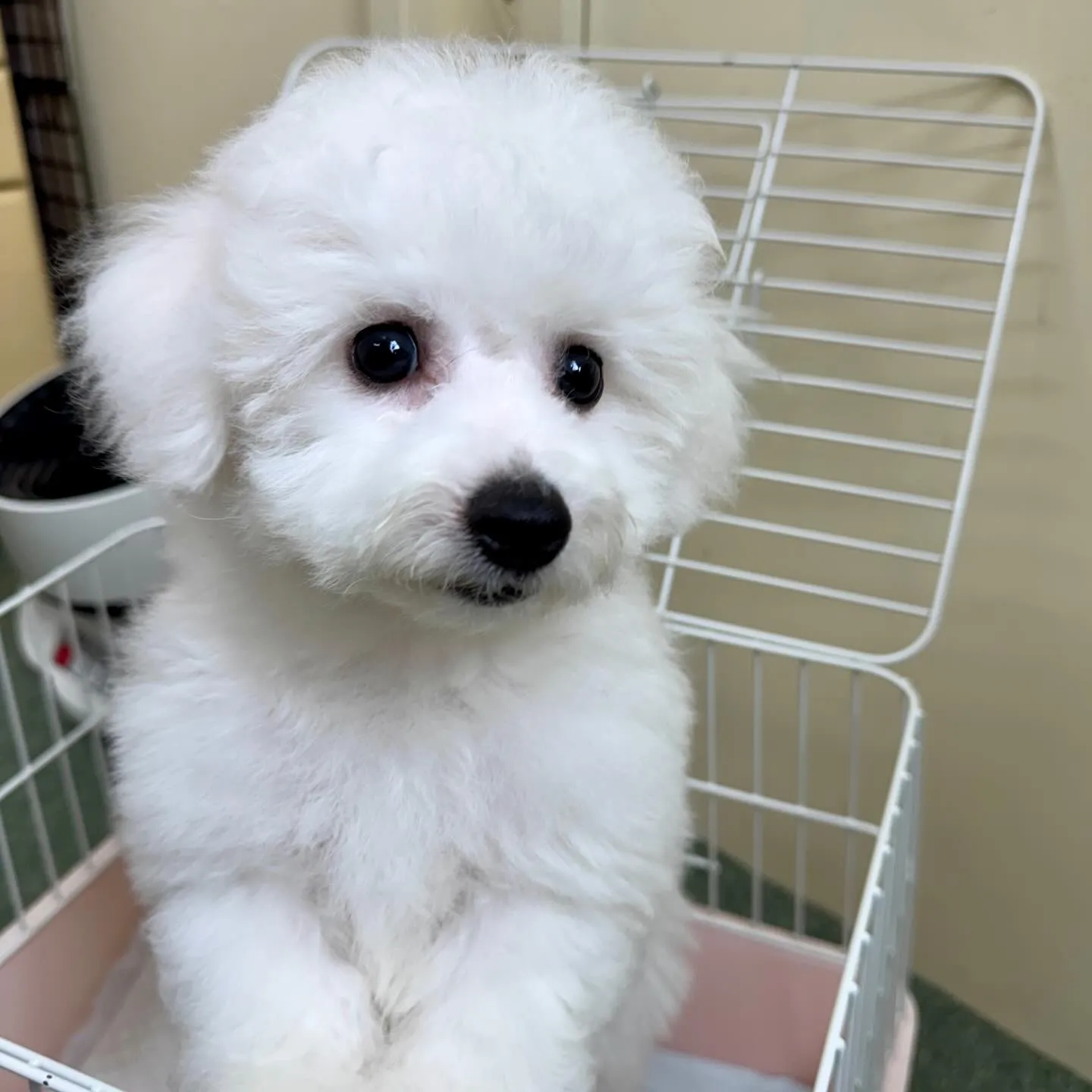 ＊＊ 巣立ち ＊＊