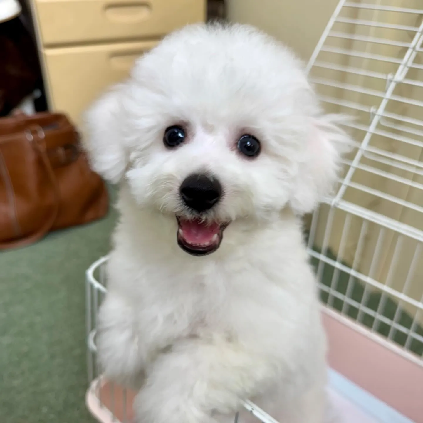 ＊＊ 巣立ち ＊＊