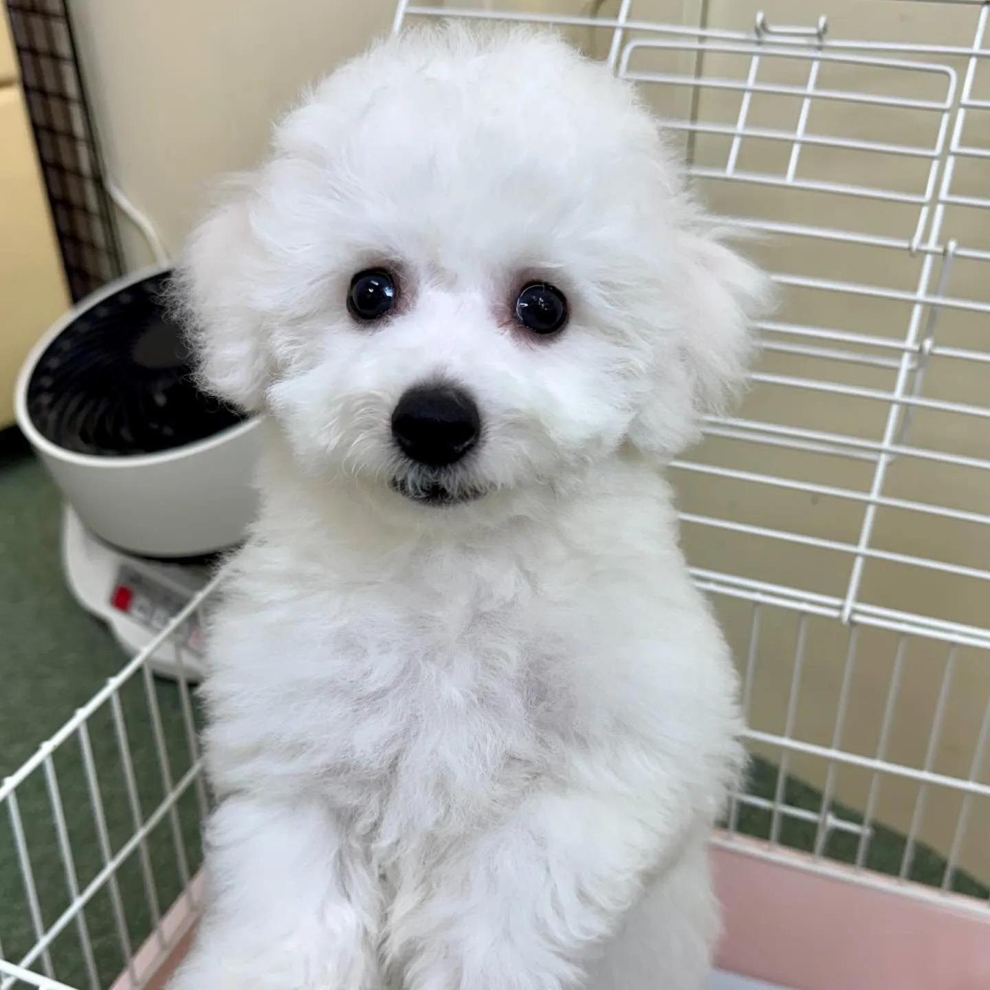 ＊＊ 巣立ち ＊＊