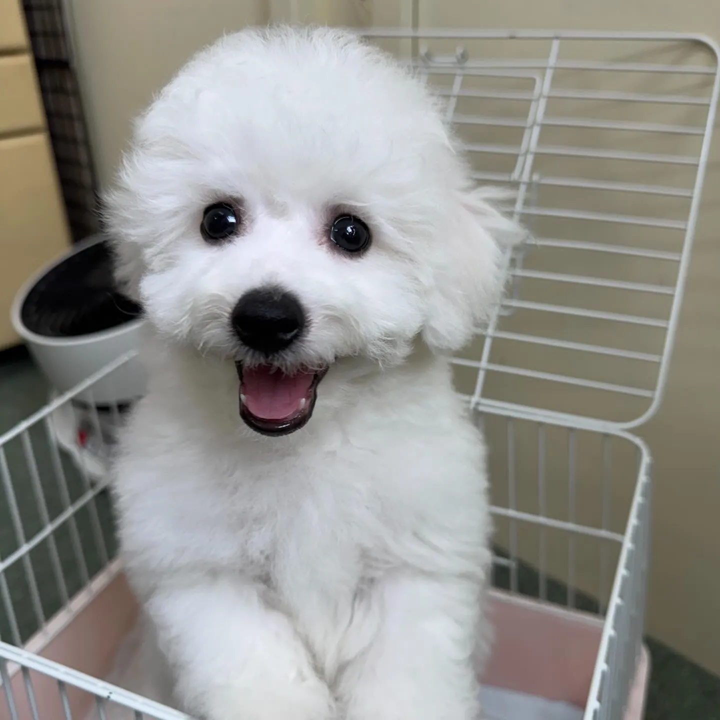 ＊＊ 巣立ち ＊＊