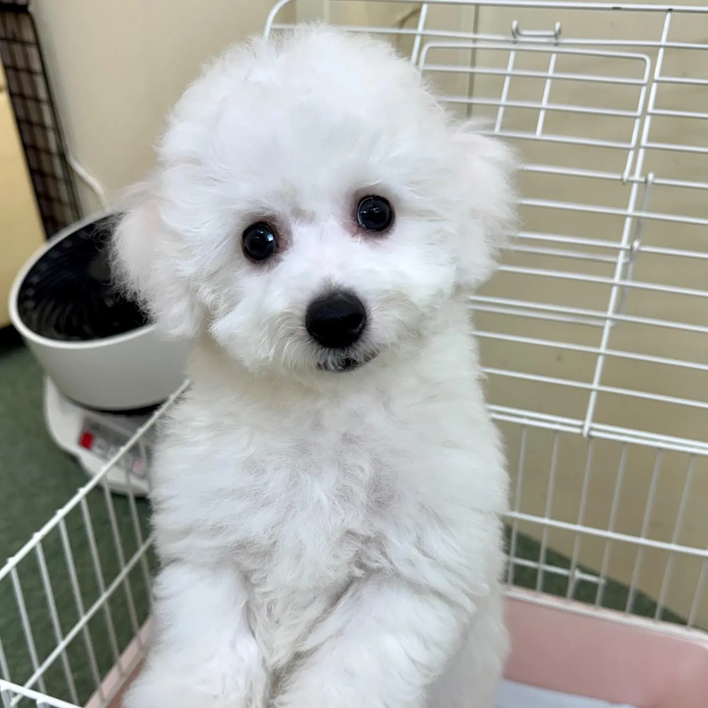 ＊＊ 巣立ち ＊＊