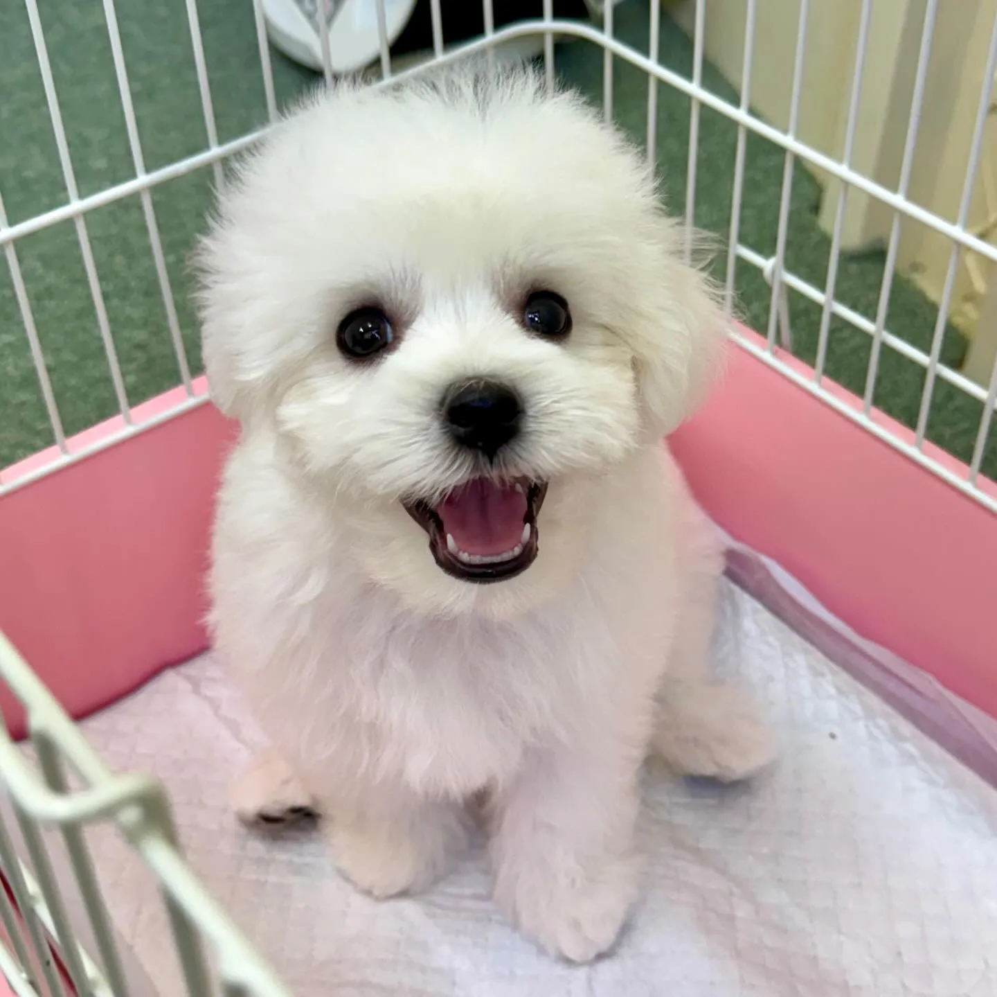 ＊＊ 巣立ち ＊＊