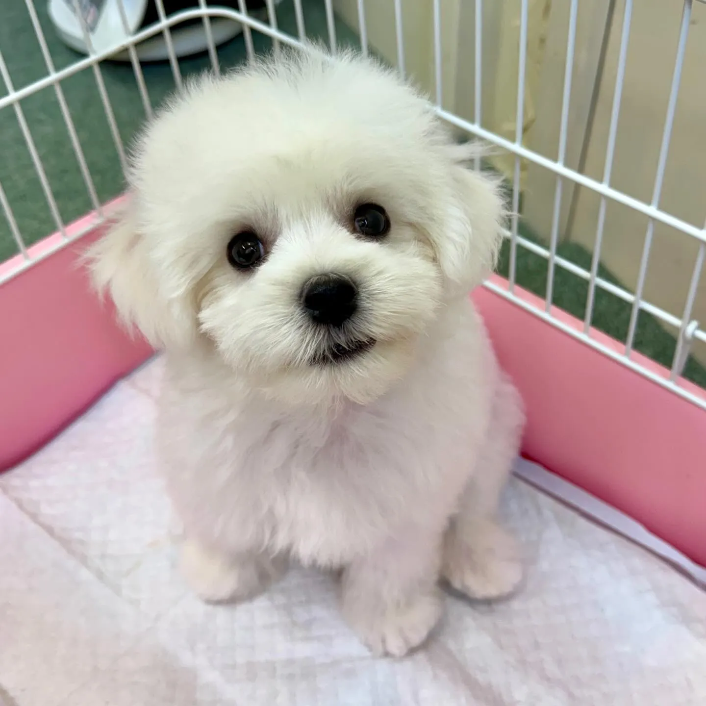 ＊＊ 巣立ち ＊＊