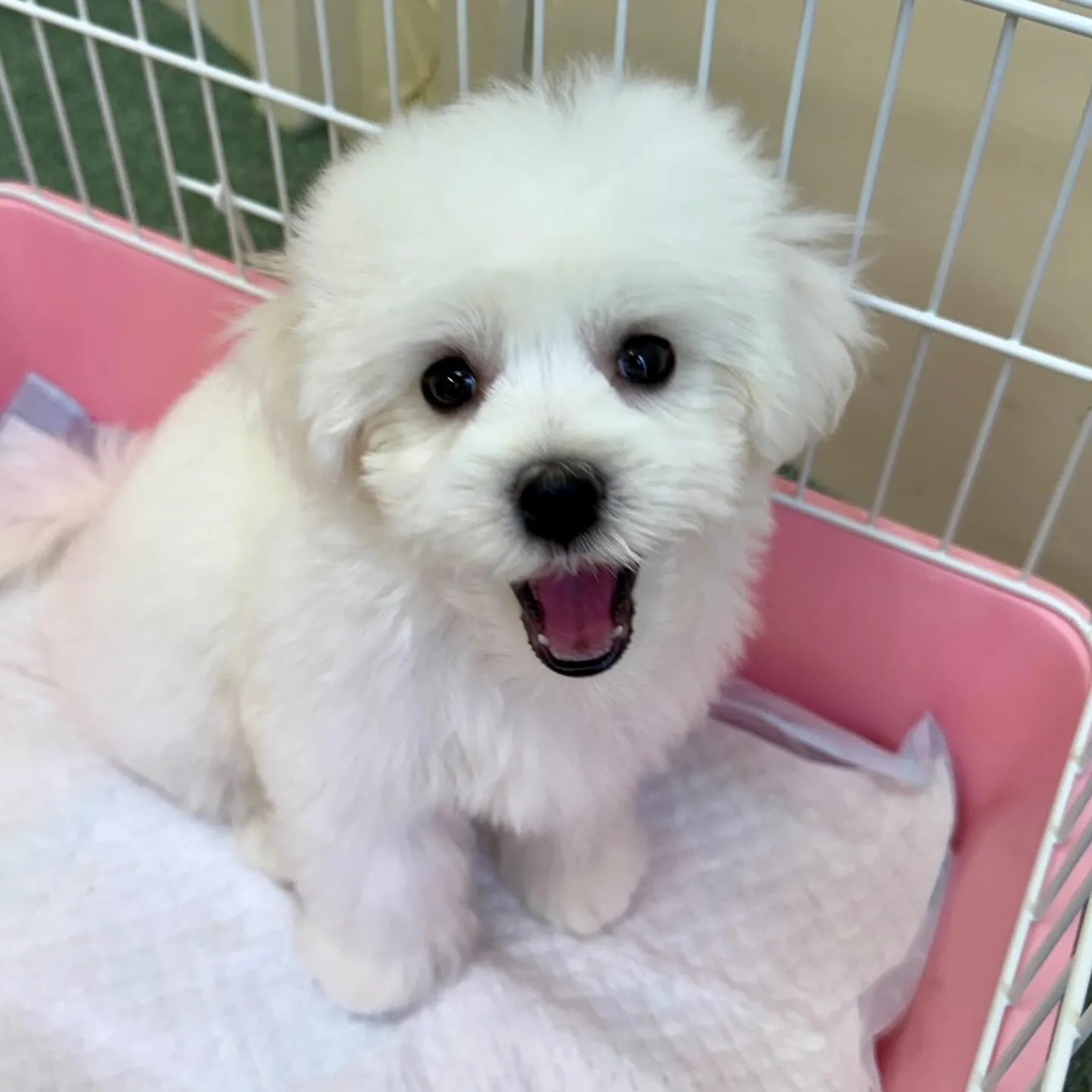 ＊＊ 巣立ち ＊＊