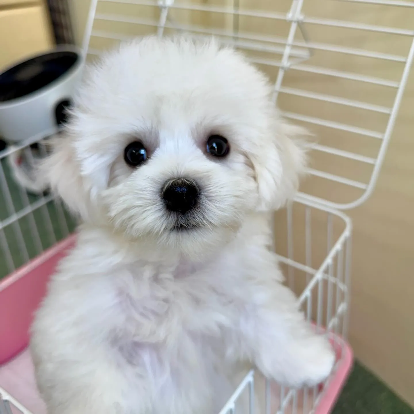 ＊＊ 巣立ち ＊＊