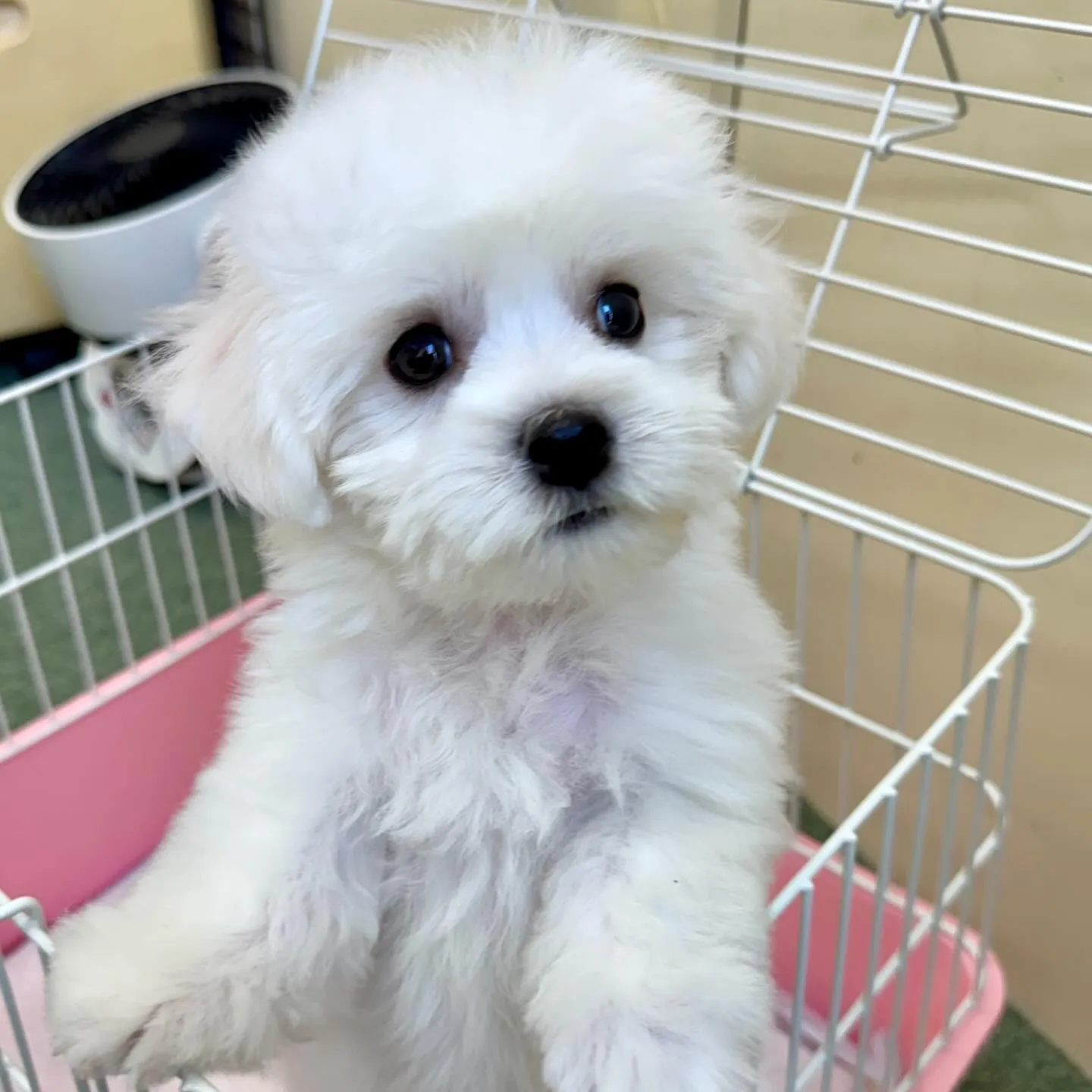 ＊＊ 巣立ち ＊＊