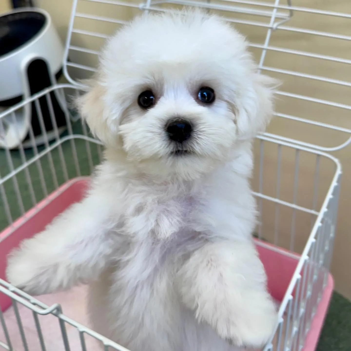 ＊＊ 巣立ち ＊＊