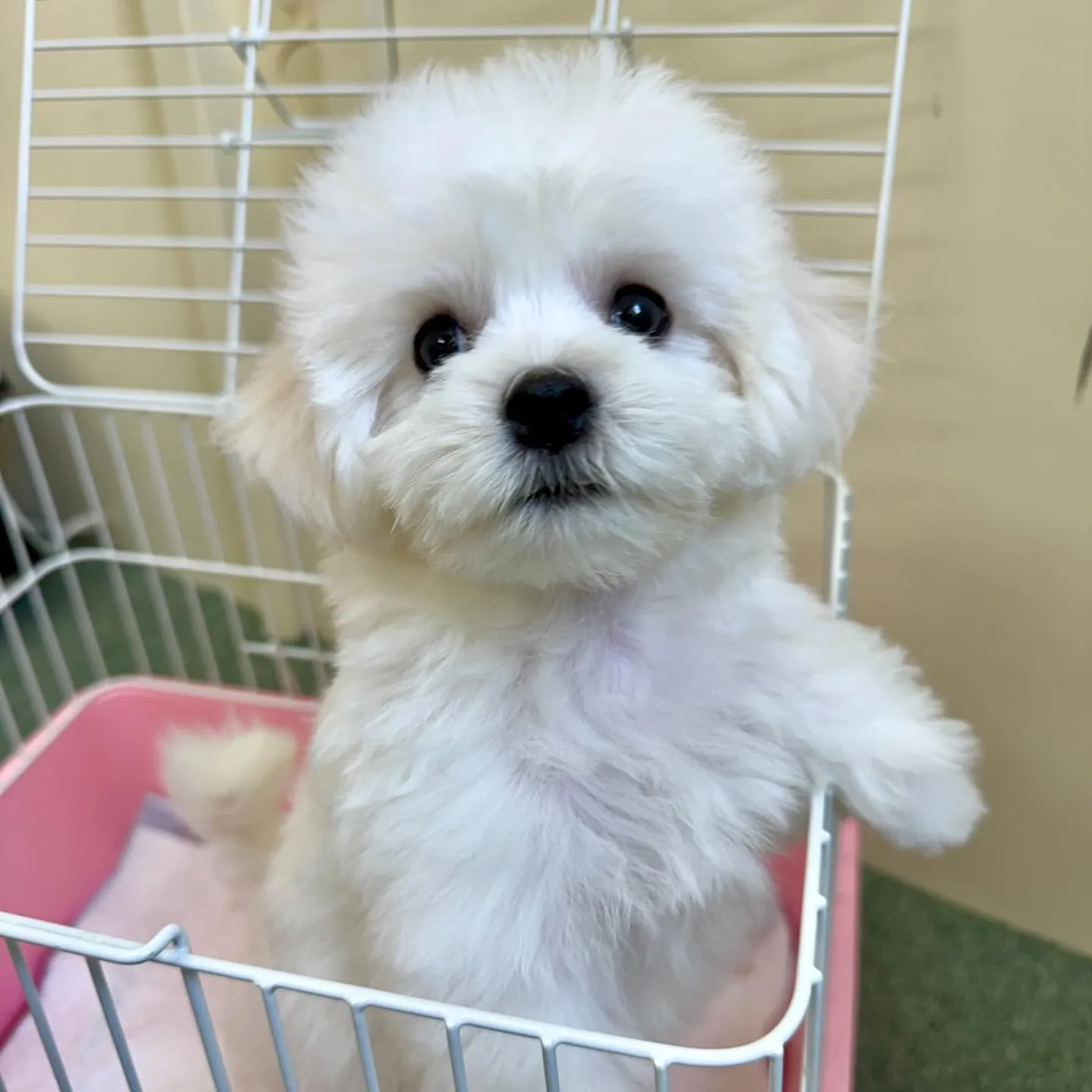 ＊＊ 巣立ち ＊＊