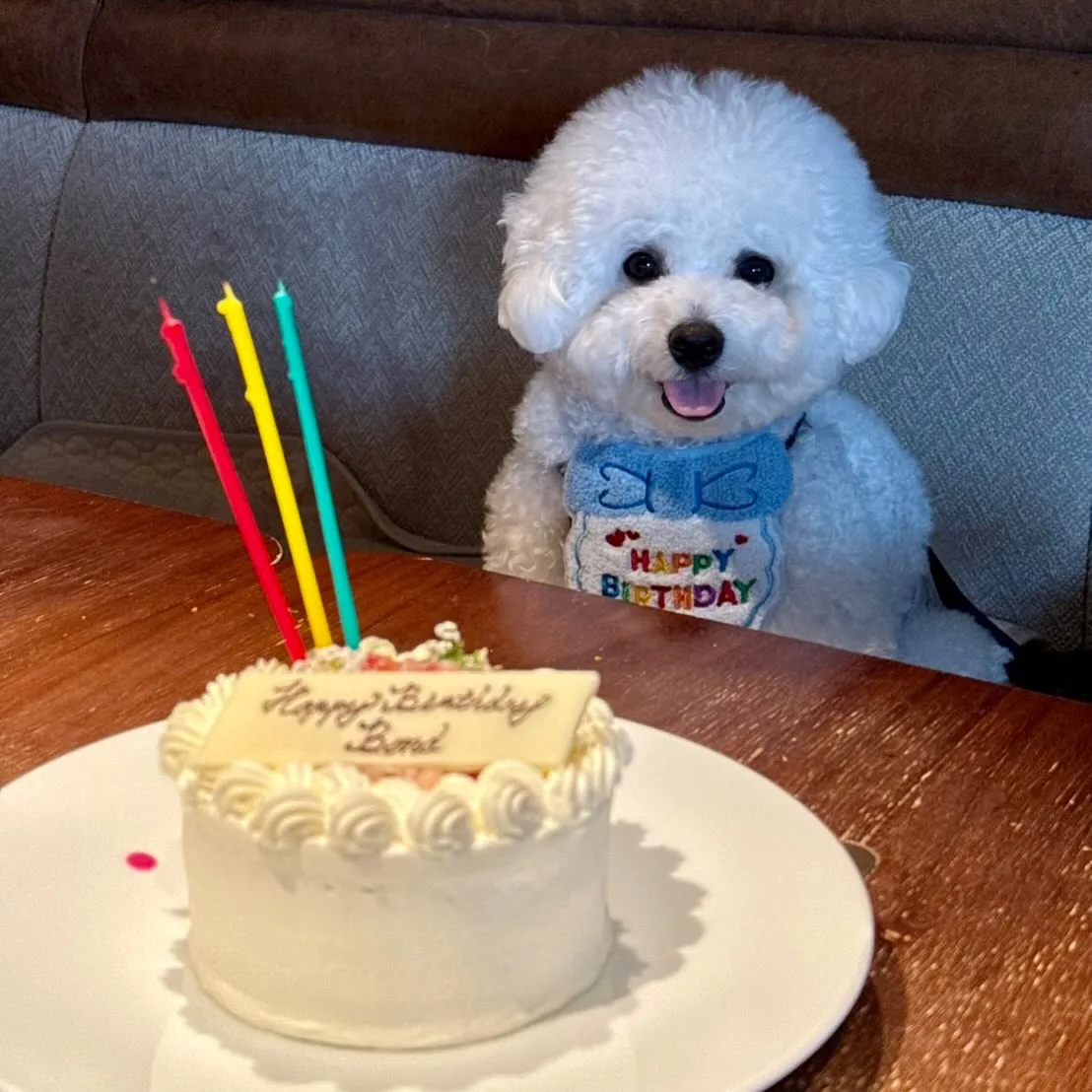 ＊＊ ボンド君バースデー ＊＊