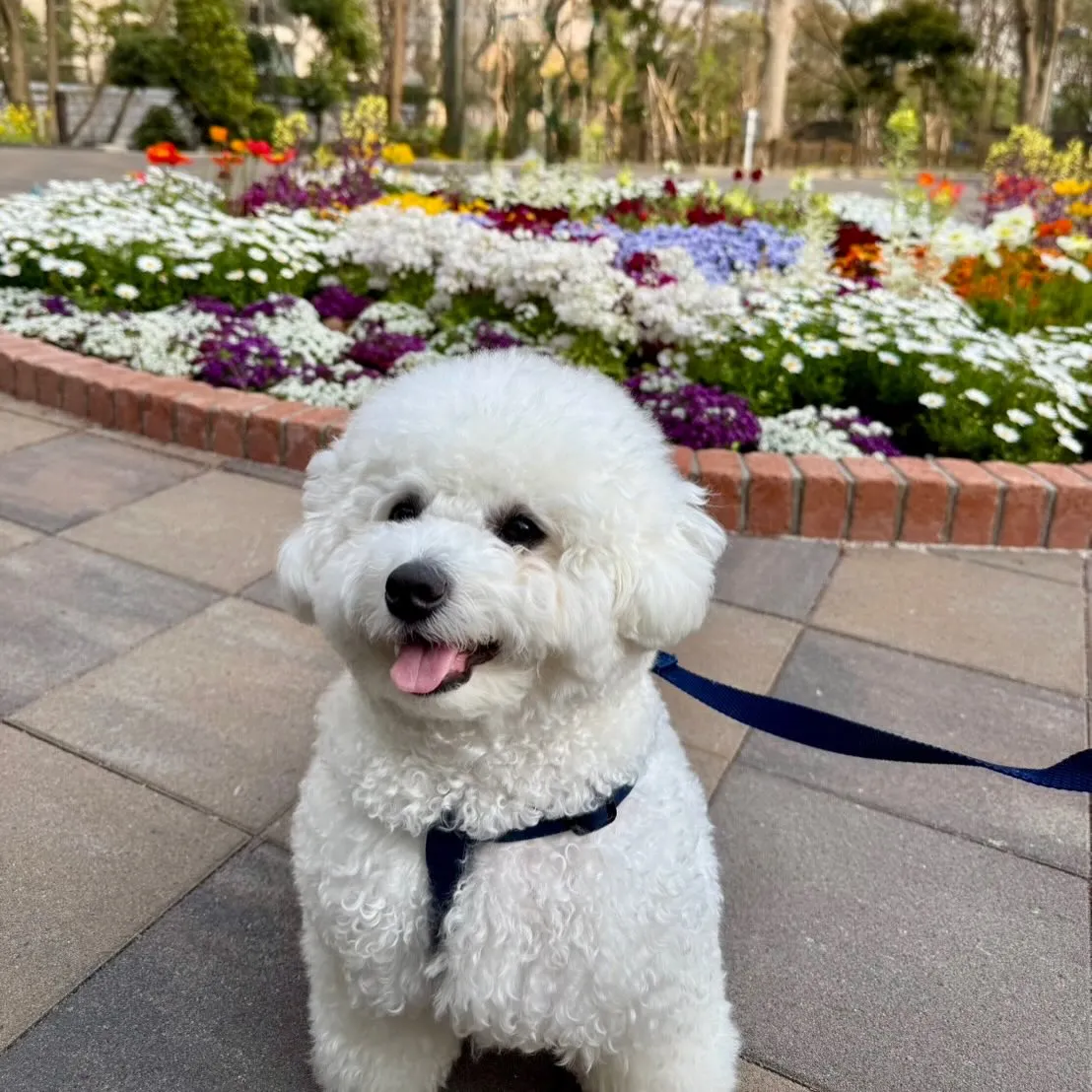 ＊＊ ボンド君バースデー ＊＊