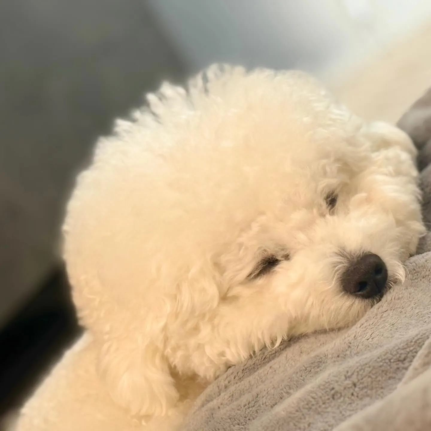 ＊＊ ボンド君バースデー ＊＊