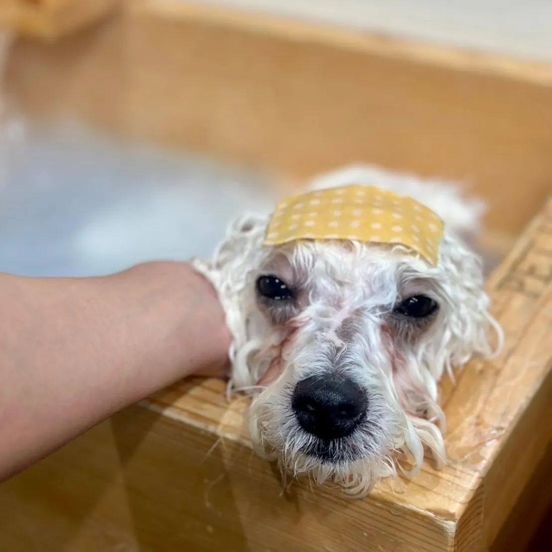 ＊＊ ボンド君バースデー ＊＊