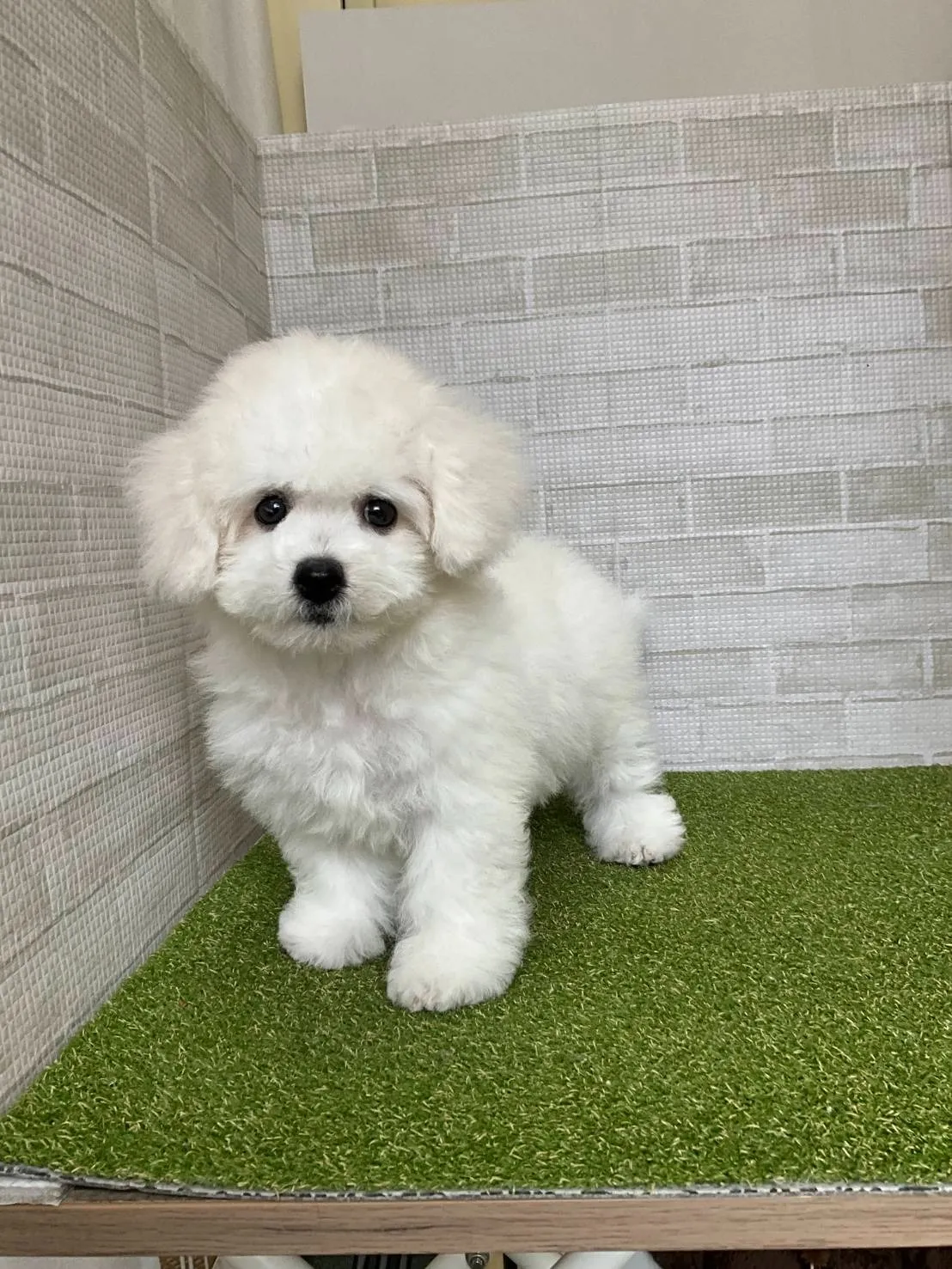 ビションフリーゼを熊本県で予約する際の優良ブリーダー選び方と飼育費用シミュレーション