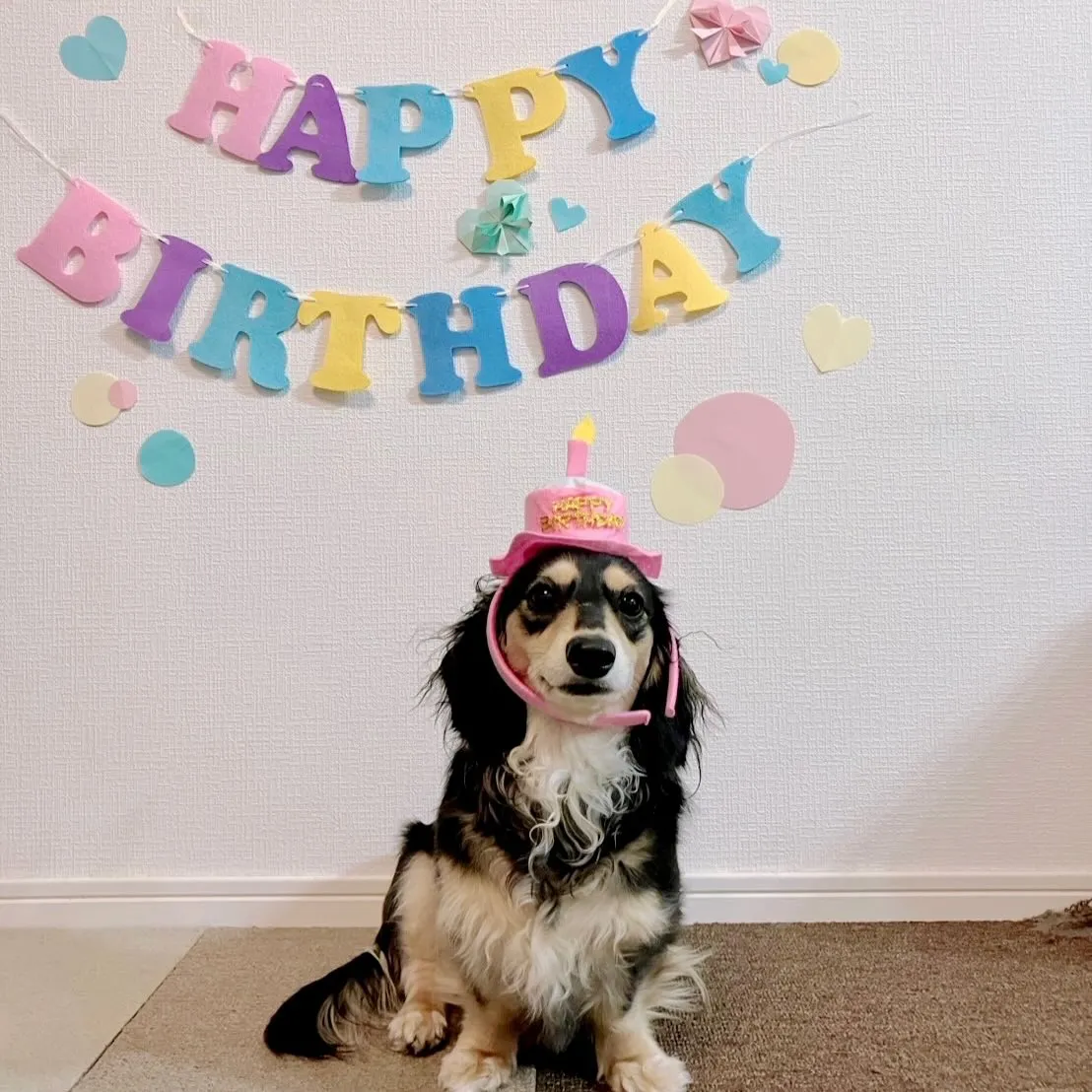 ＊＊ モカちゃん バースデー ＊＊