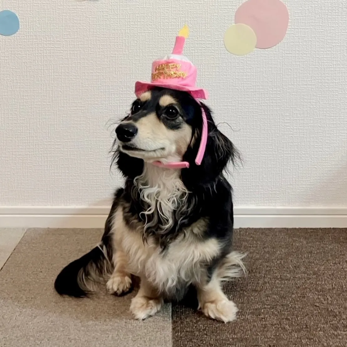 ＊＊ モカちゃん バースデー ＊＊