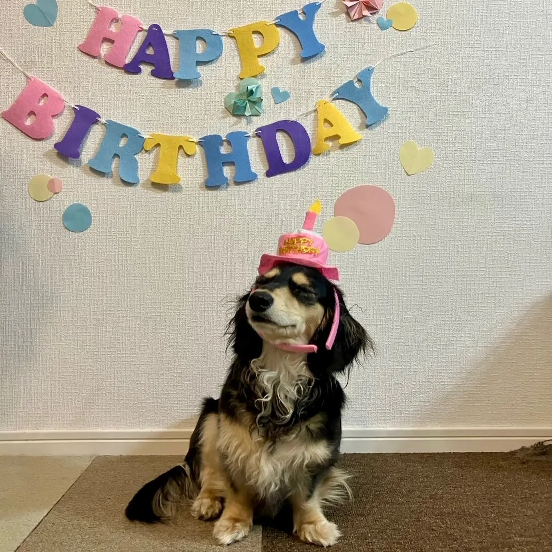 ＊＊ モカちゃん バースデー ＊＊