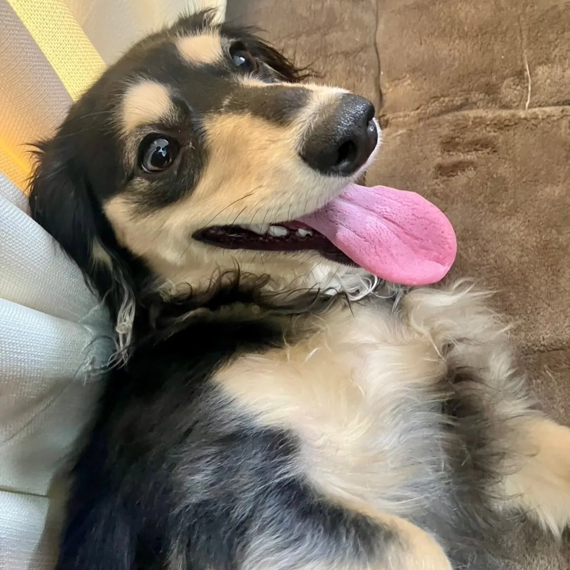 ＊＊ モカちゃん バースデー ＊＊