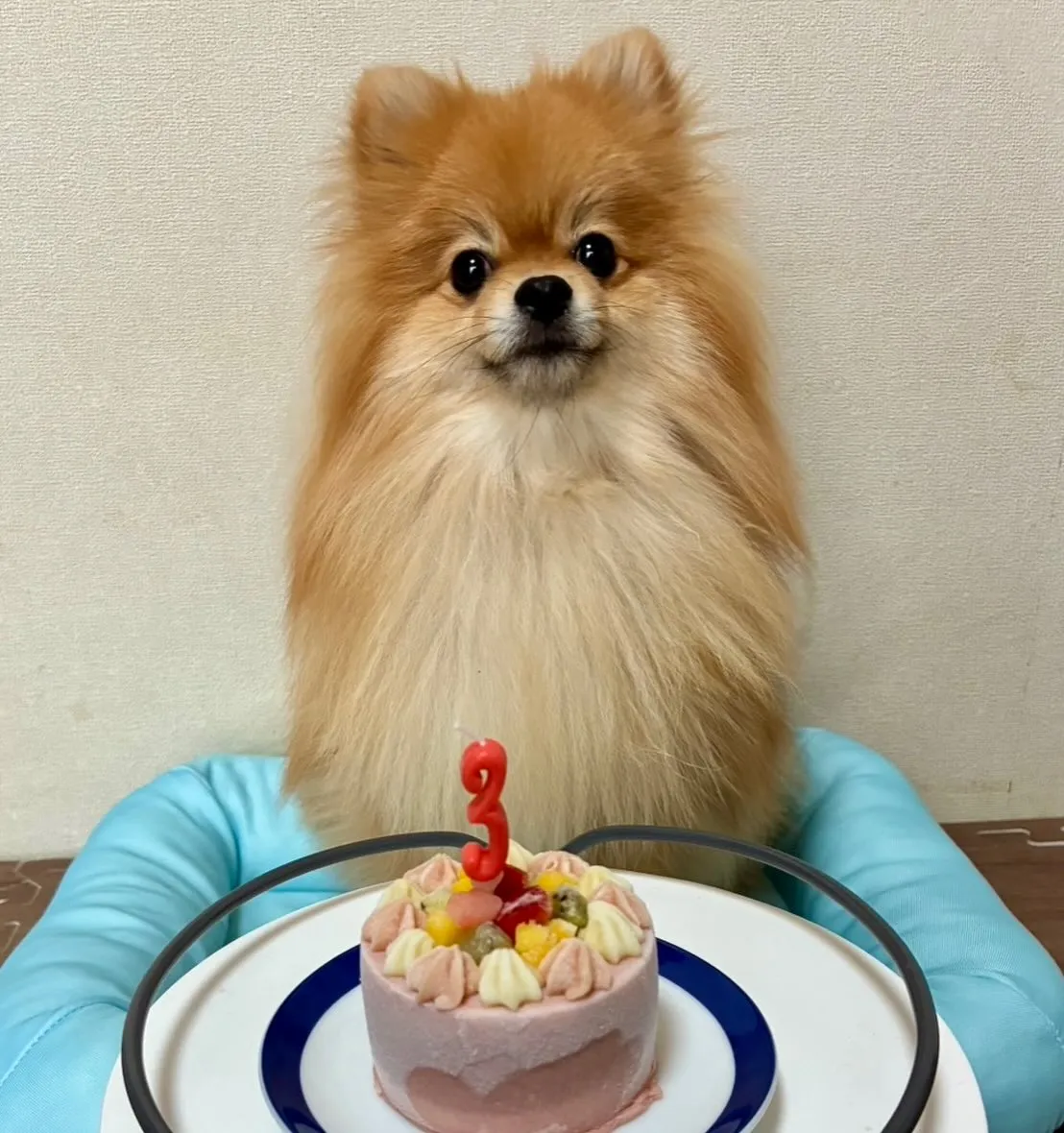 ＊＊ とわ君 バースデー ＊＊