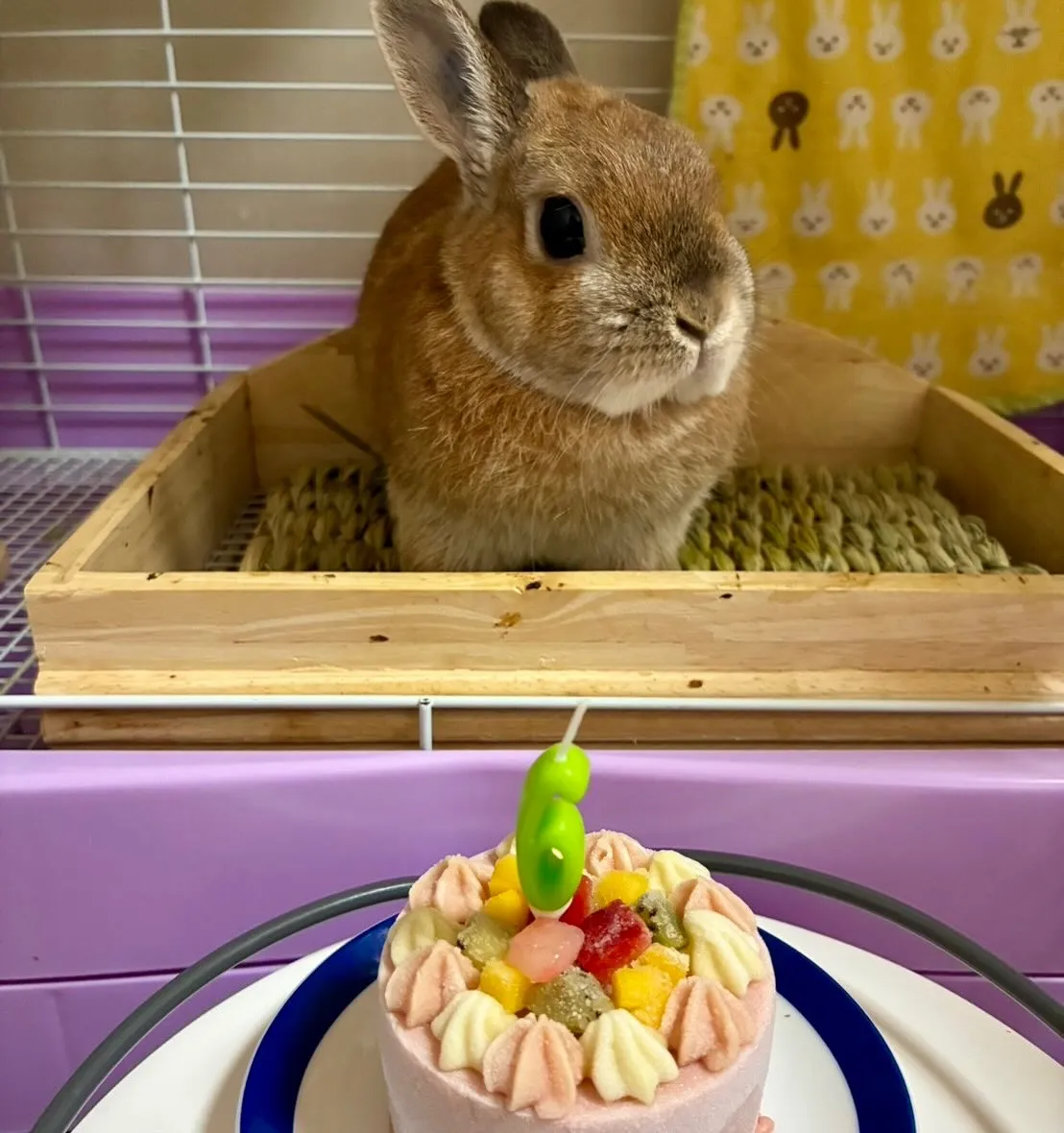 ＊＊ とわ君 バースデー ＊＊