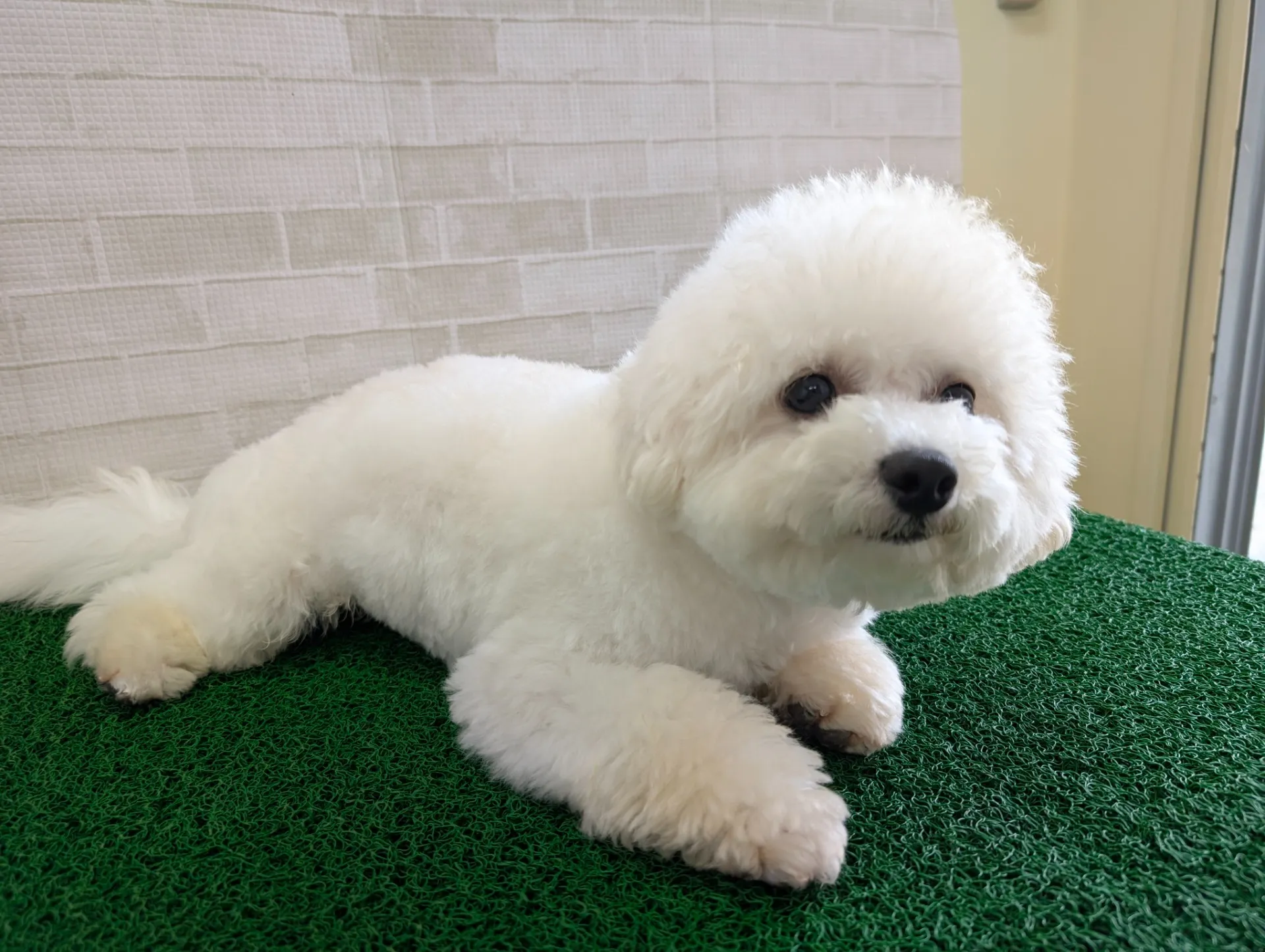 ビションフリーゼを熊本県で飼うための費用やブリーダー選びと散歩のコツ