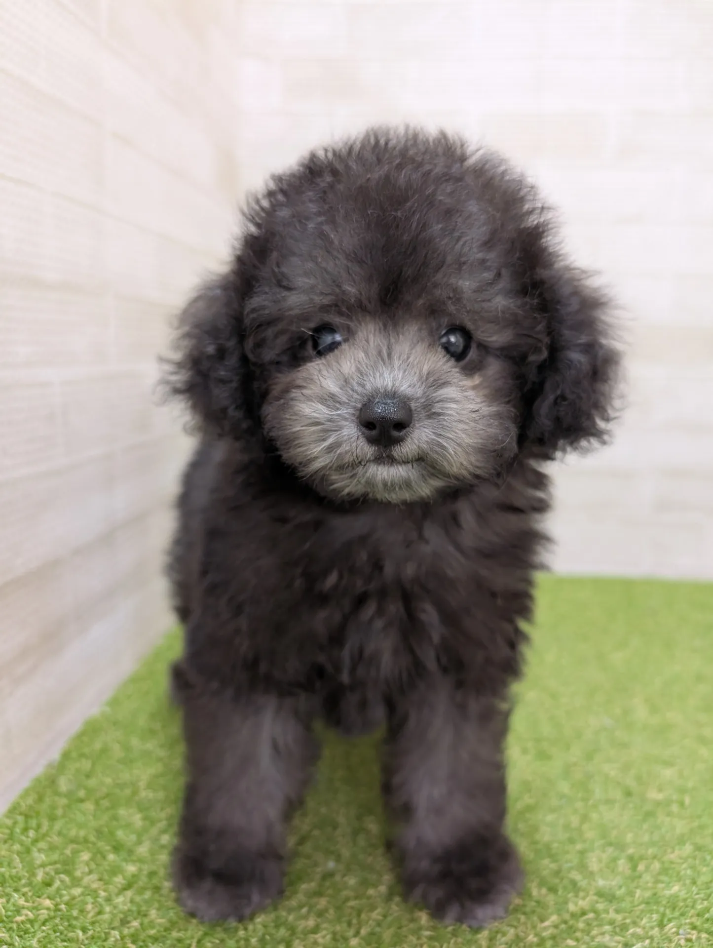 ブリーダーを熊本県で選ぶトイプードルとビションフリーゼの健康な子犬を見つけるコツ