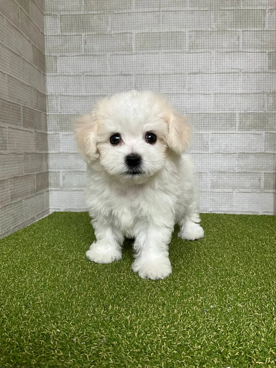 ビションフリーゼの飼いやすさを徹底解説し実際の手入れや負担まで現実的に評価