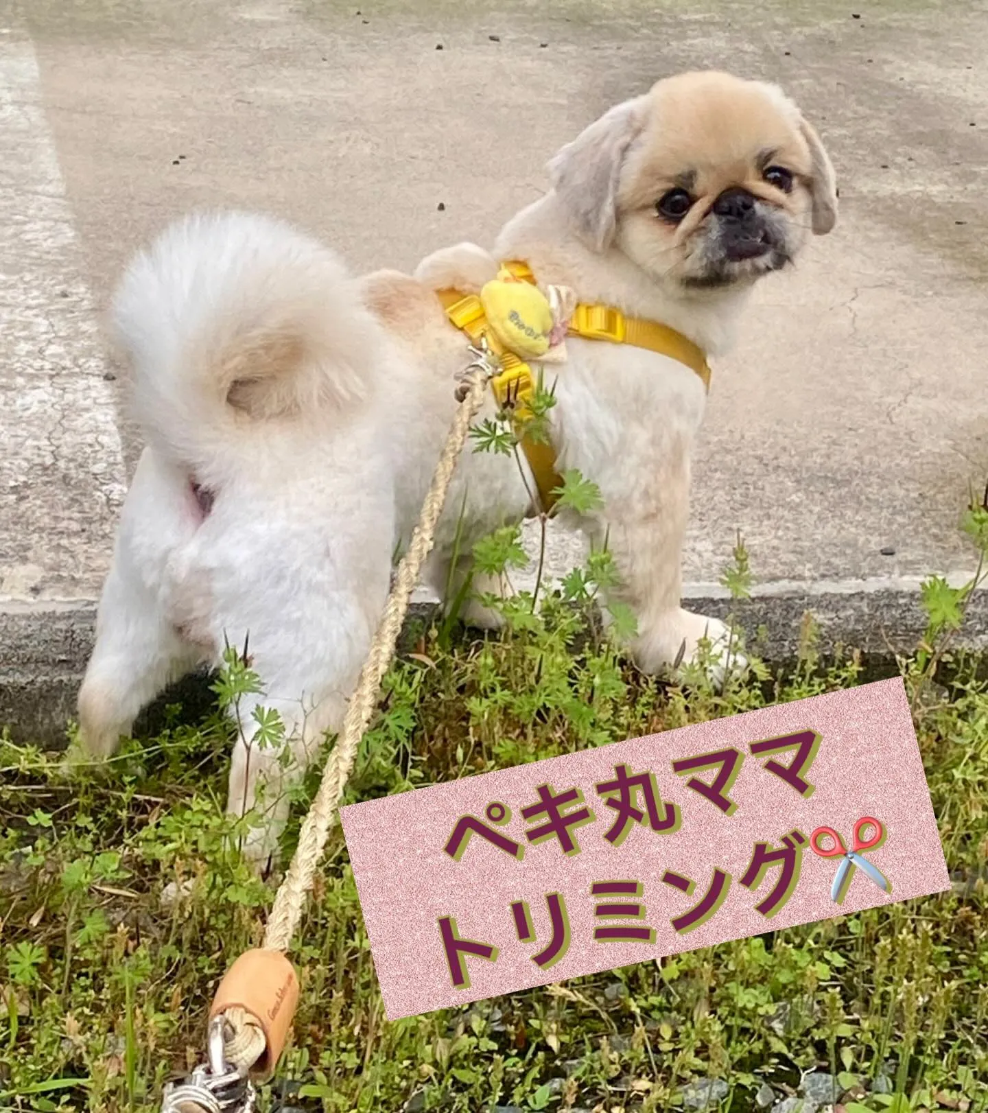 ＊＊ ペキ丸ママ トリミング ＊＊