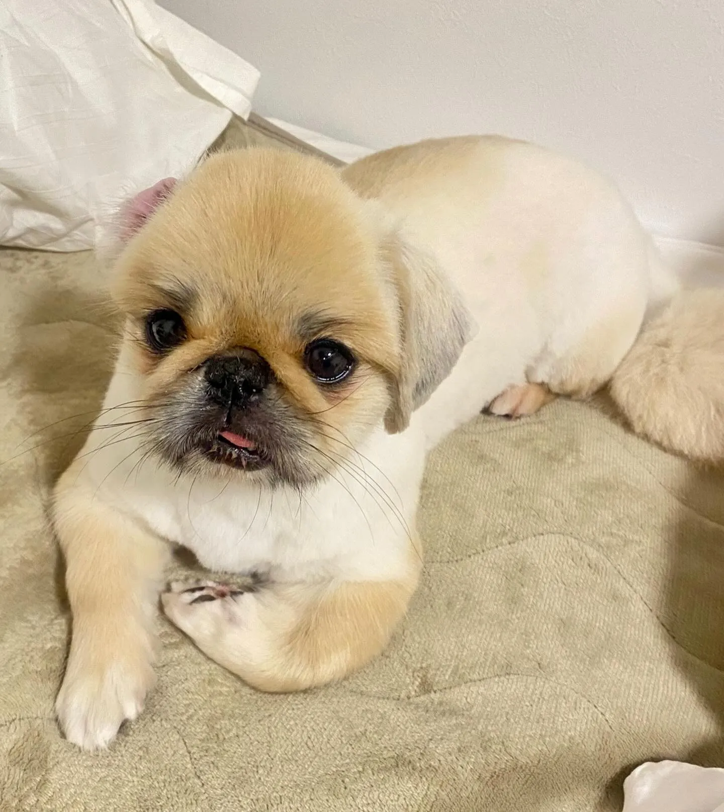 ＊＊ ペキ丸ママ トリミング ＊＊