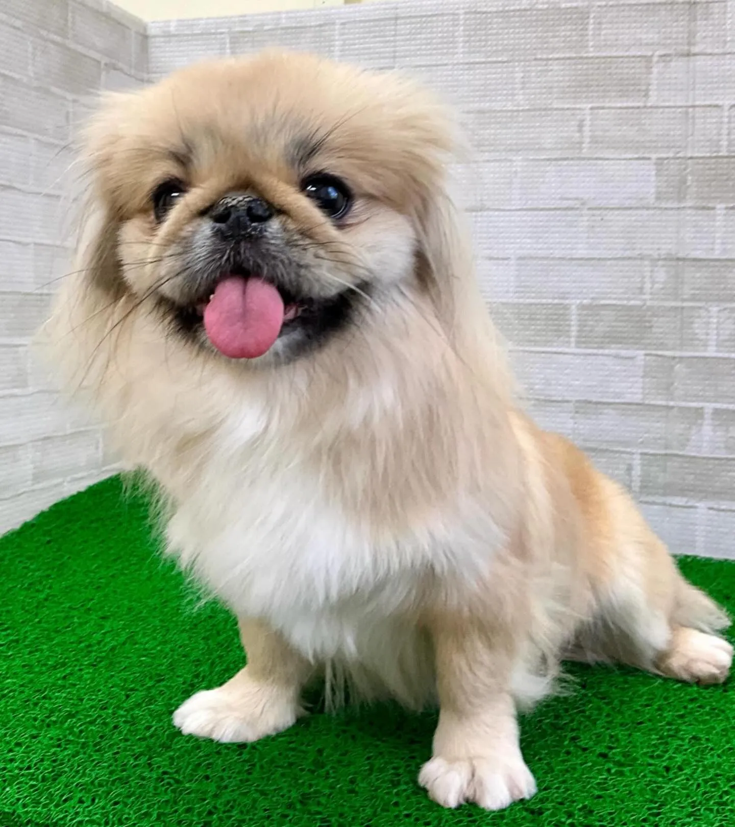 ＊＊ ペキ丸ママ トリミング ＊＊