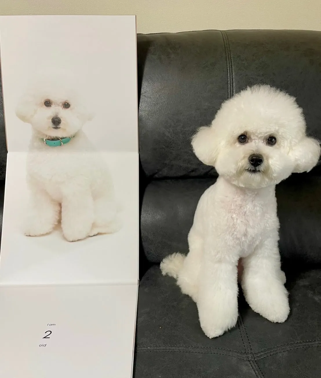 ＊＊ お嬢ちゃん＆ぷくりちゃん バースデー ＊＊