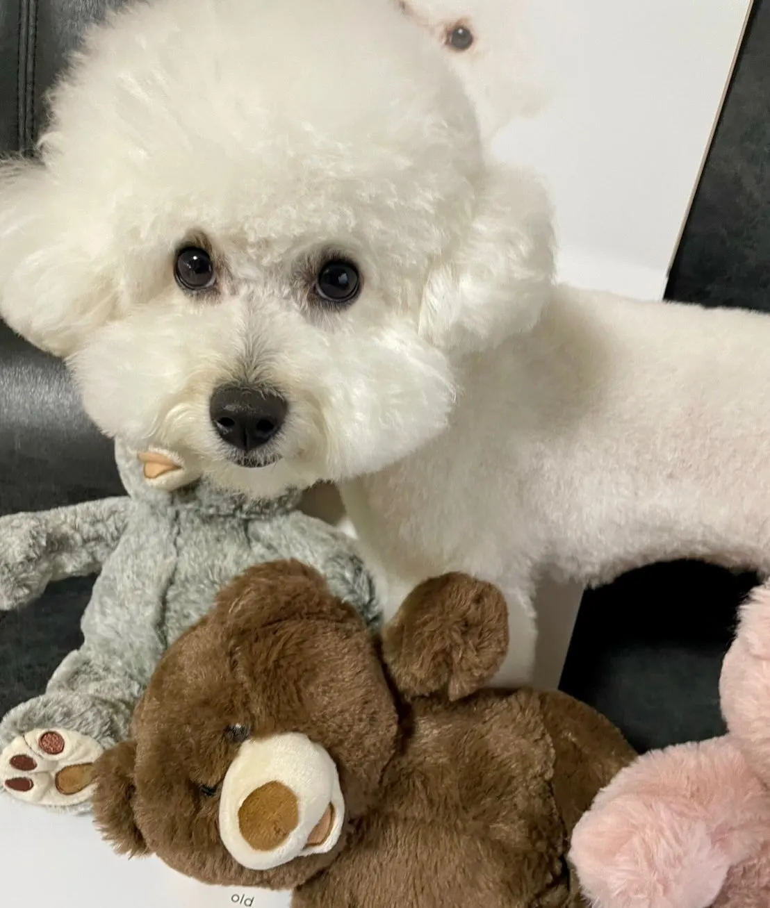 ＊＊ お嬢ちゃん＆ぷくりちゃん バースデー ＊＊