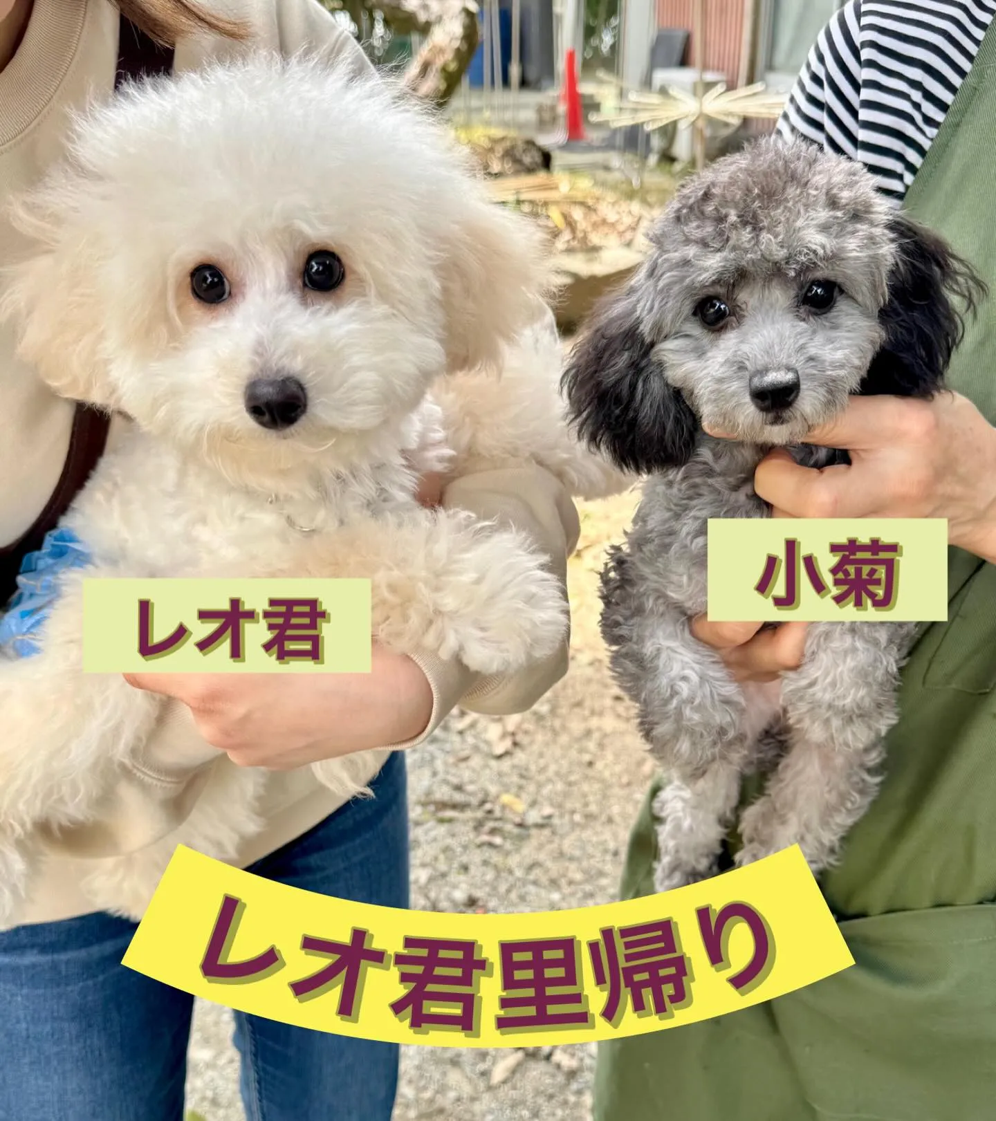 ＊＊ レオ君里帰り ＊＊