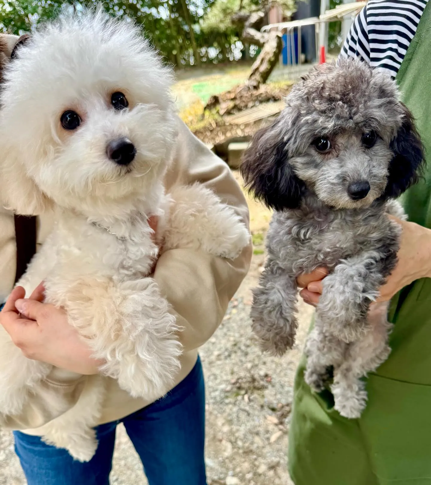 ＊＊ レオ君里帰り ＊＊