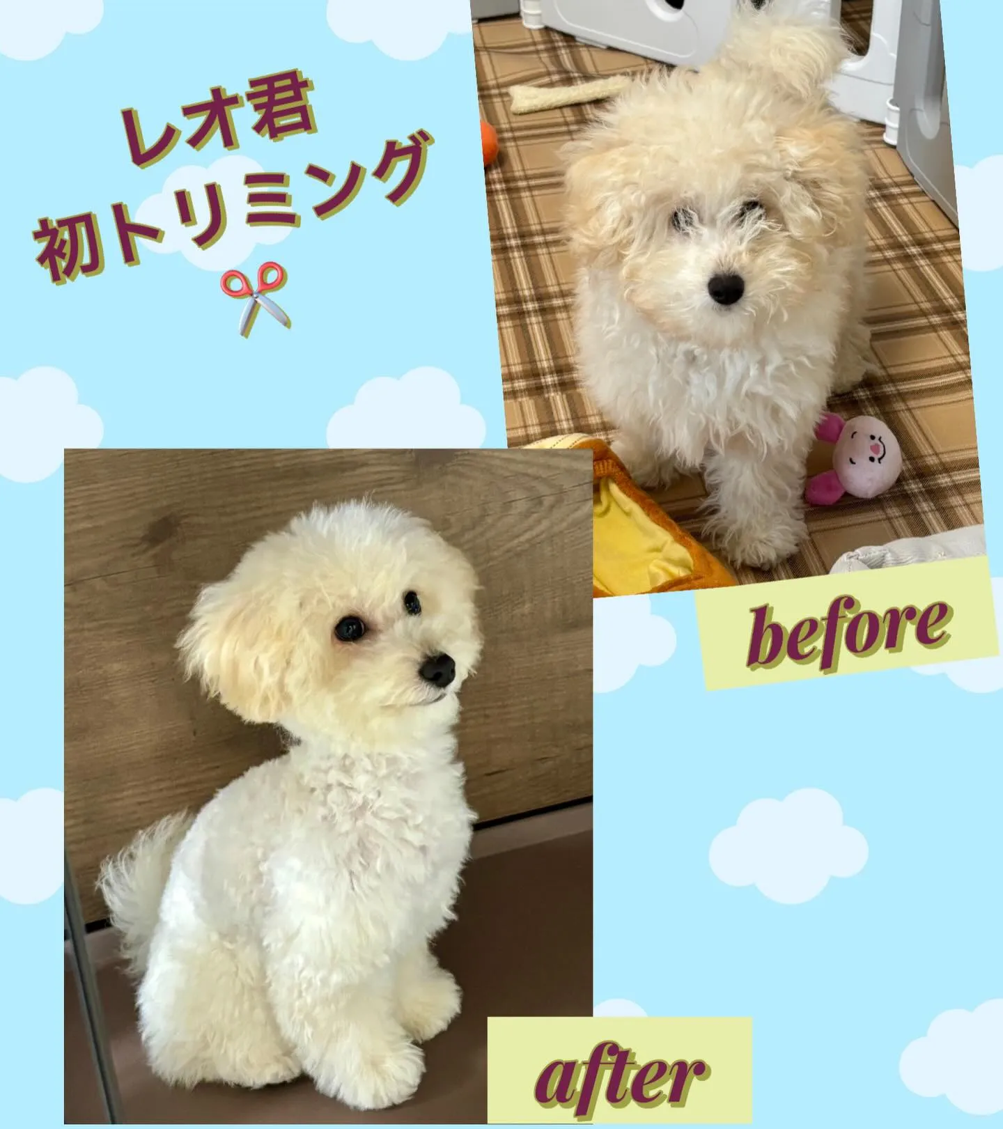 ＊＊ レオ君里帰り ＊＊