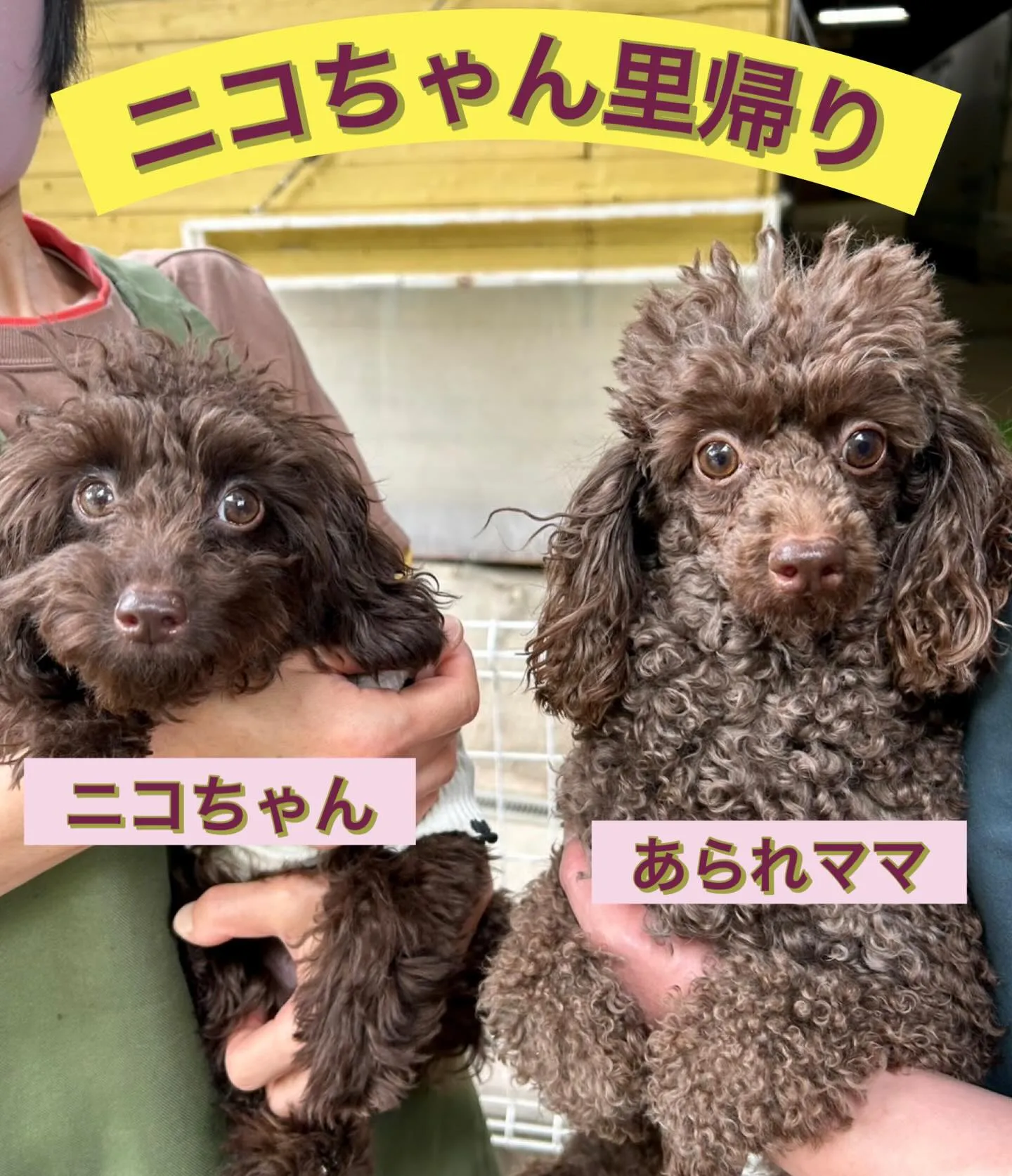 ＊＊ ニコちゃん里帰り ＊＊
