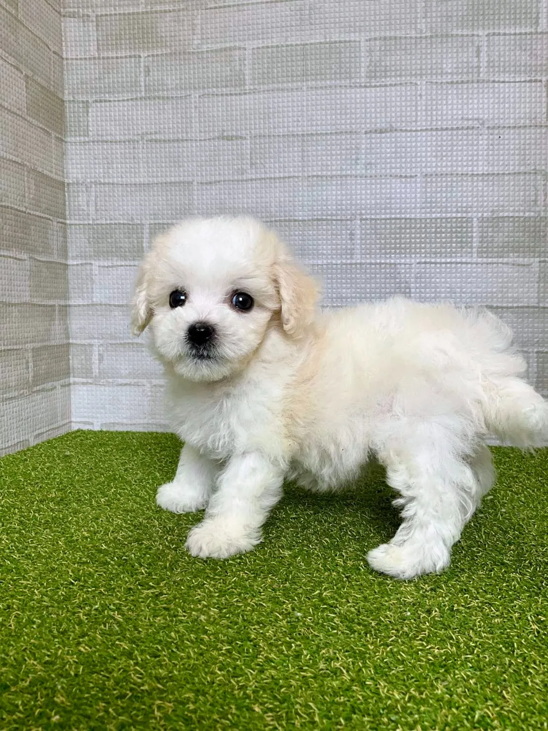 ビションフリーゼの相場と飼育費用を徹底比較で理想の愛犬選びを賢く進める