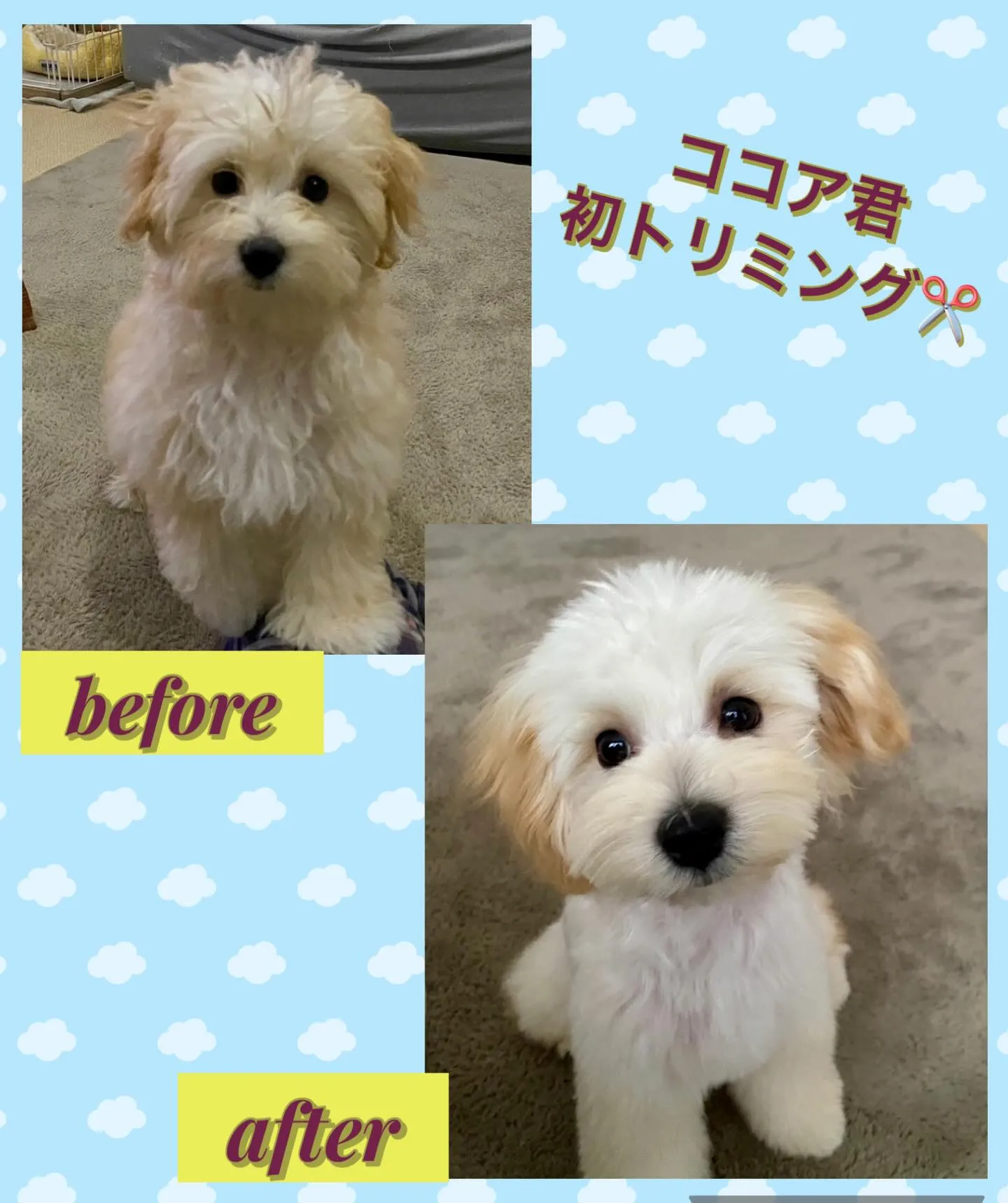 ＊＊ ココア君 初トリミング ＊＊