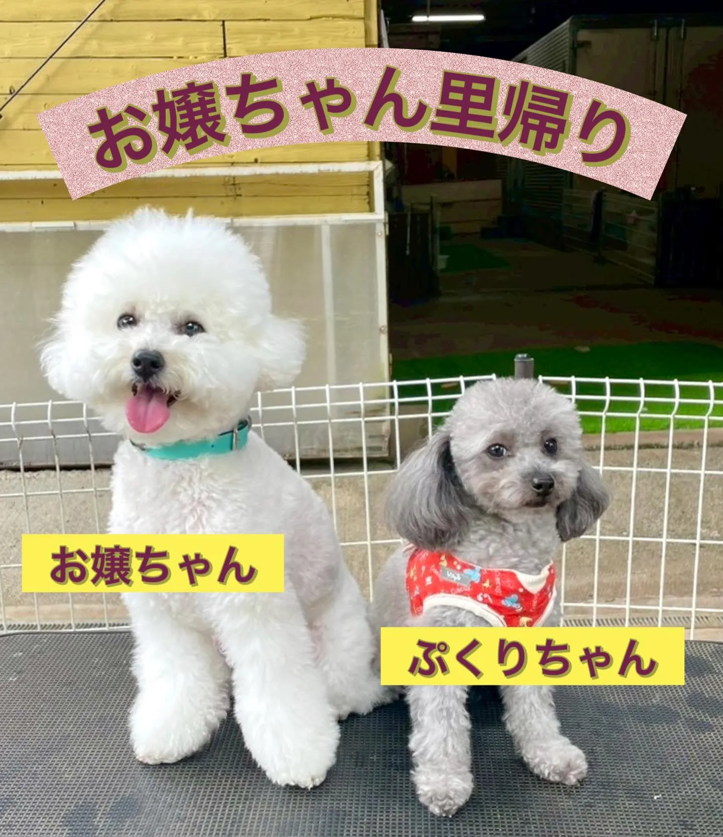＊＊ お嬢ちゃん里帰り ＊＊