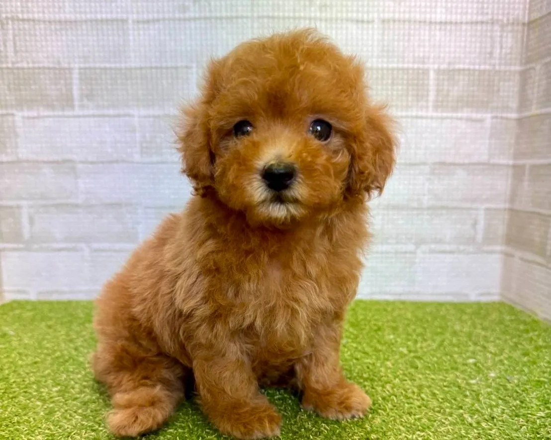トイプードルの子犬を熊本県で賢く選ぶための価格相場とレア色・飼育ポイント徹底解説