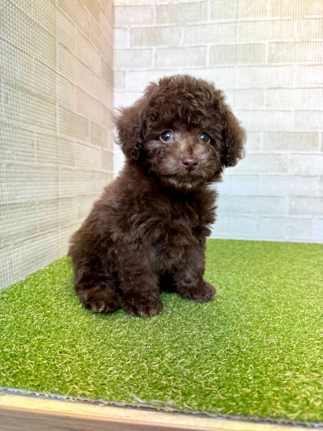 トイプードルの子犬を熊本県合志市で賢く選ぶための見学ポイントと価格比較ガイド