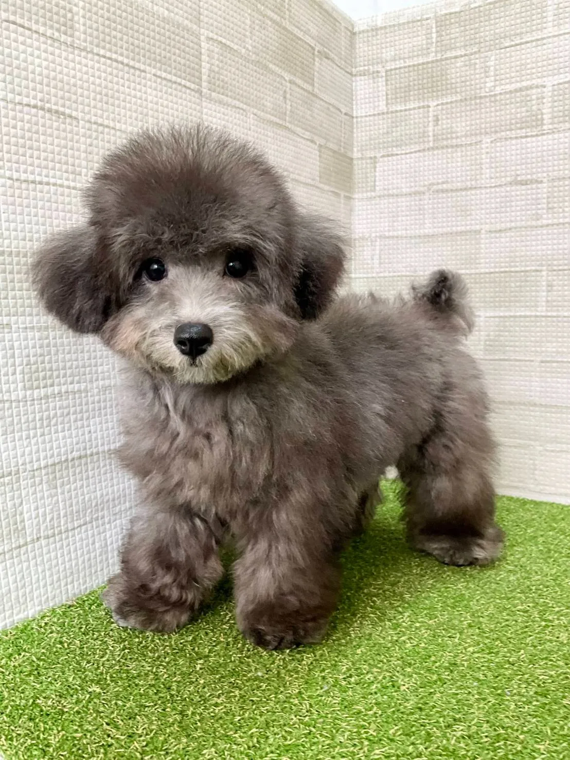 トイプードルの福岡県ブリーダー選びで安心の子犬を見つけるための比較ポイント