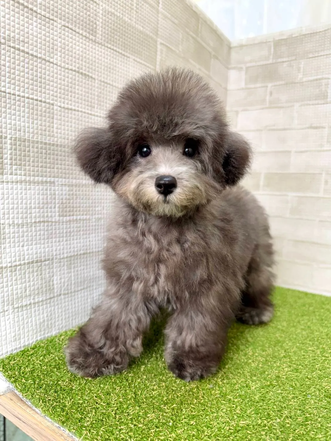 トイプードルのブラック子犬を熊本県で後悔なく選ぶための比較ポイントと入手ルート徹底ガイド