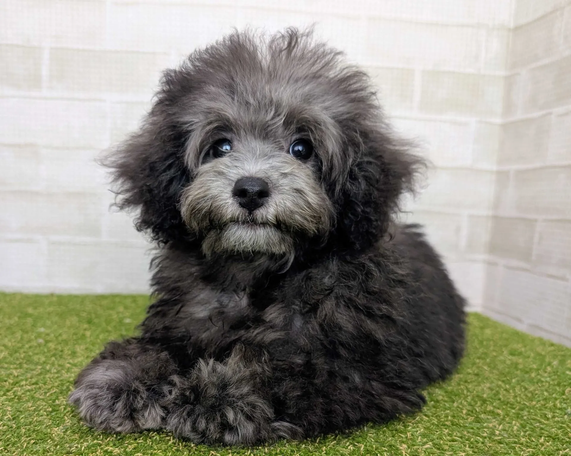 トイプードルのクリーム色子犬を熊本県で安心して見つける比較ガイド