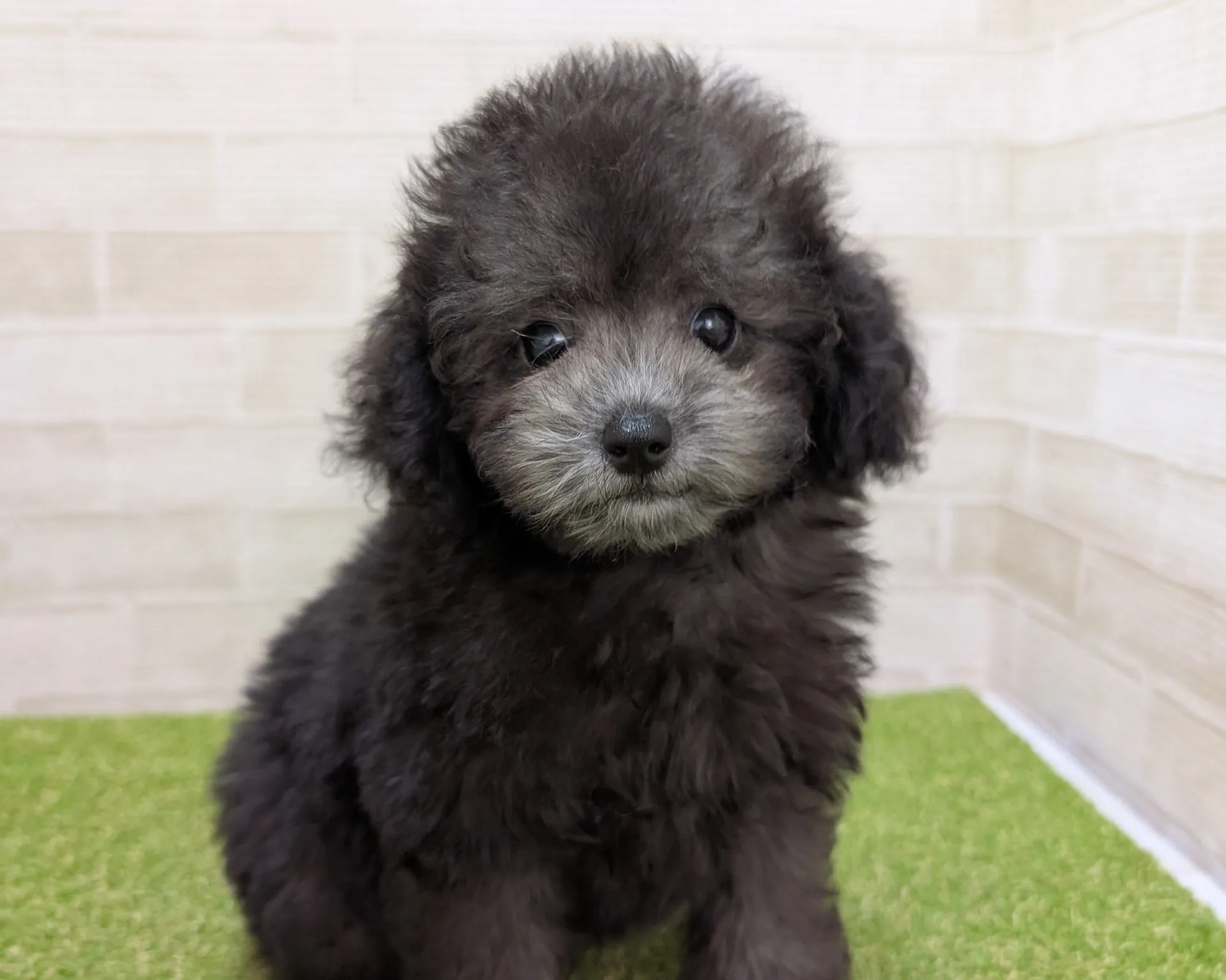 トイプードルのシルバー子犬を熊本県で探すポイントと賢い比較方法