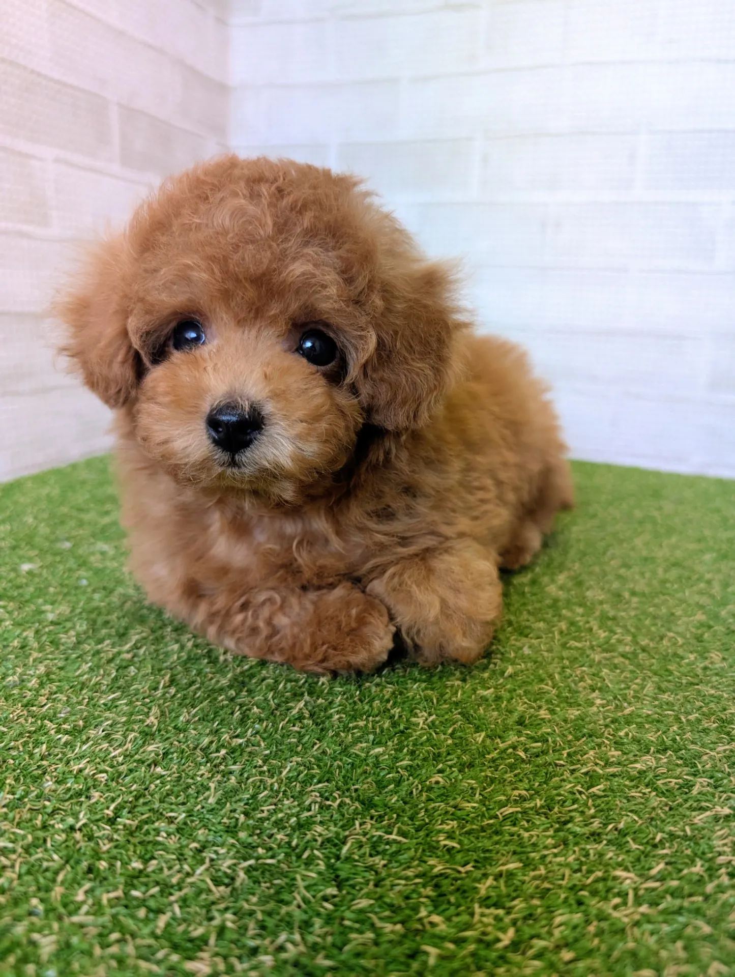 ブリーダー探しで熊本県のティーカッププードルを安心して迎えるための選び方ガイド